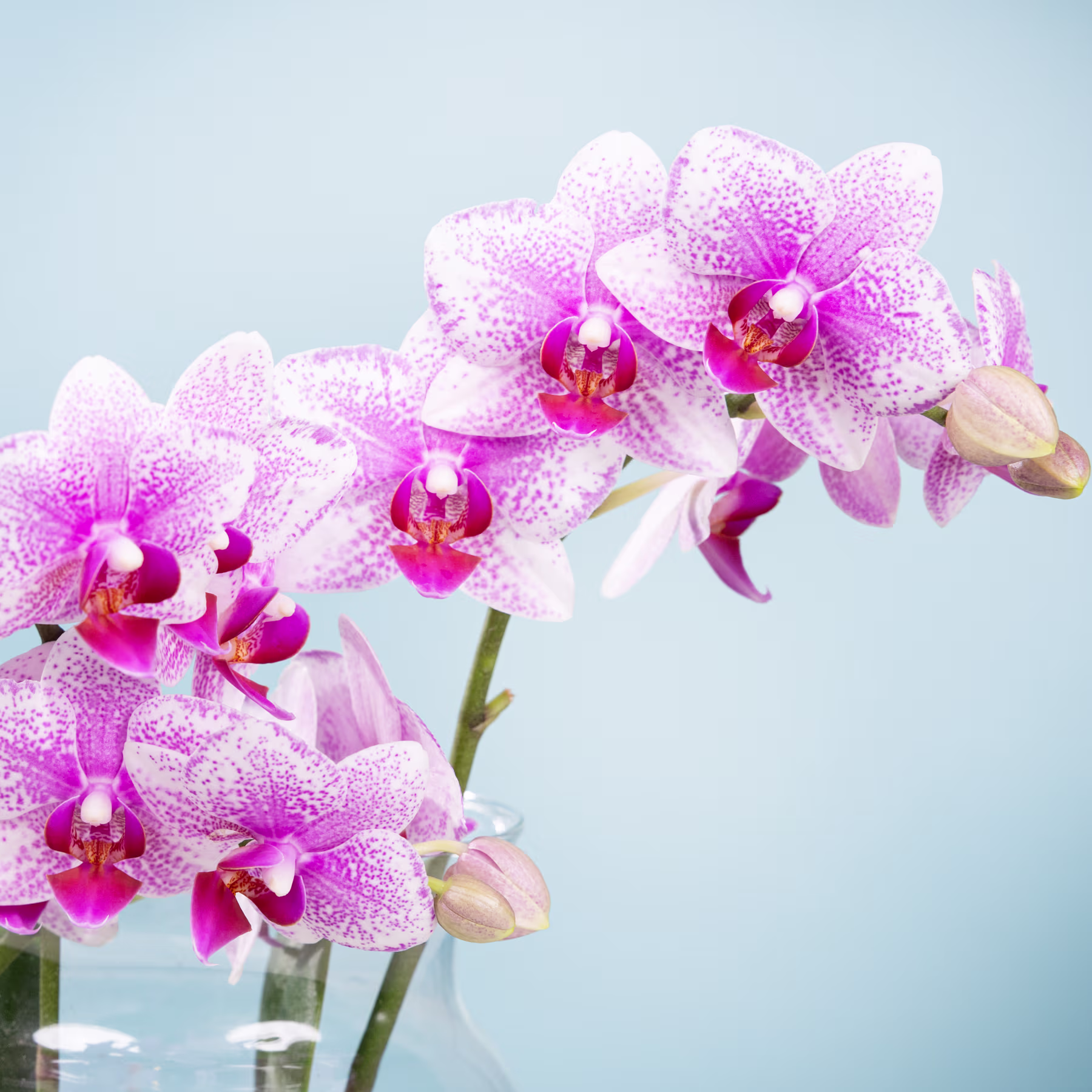 Leuchtend rosa und weiße Orchideenblüten mit zarten Blütenblättern und Zentren blühen vor einem sanften blauen Hintergrund. (Beschreibungstext KI-generiert)