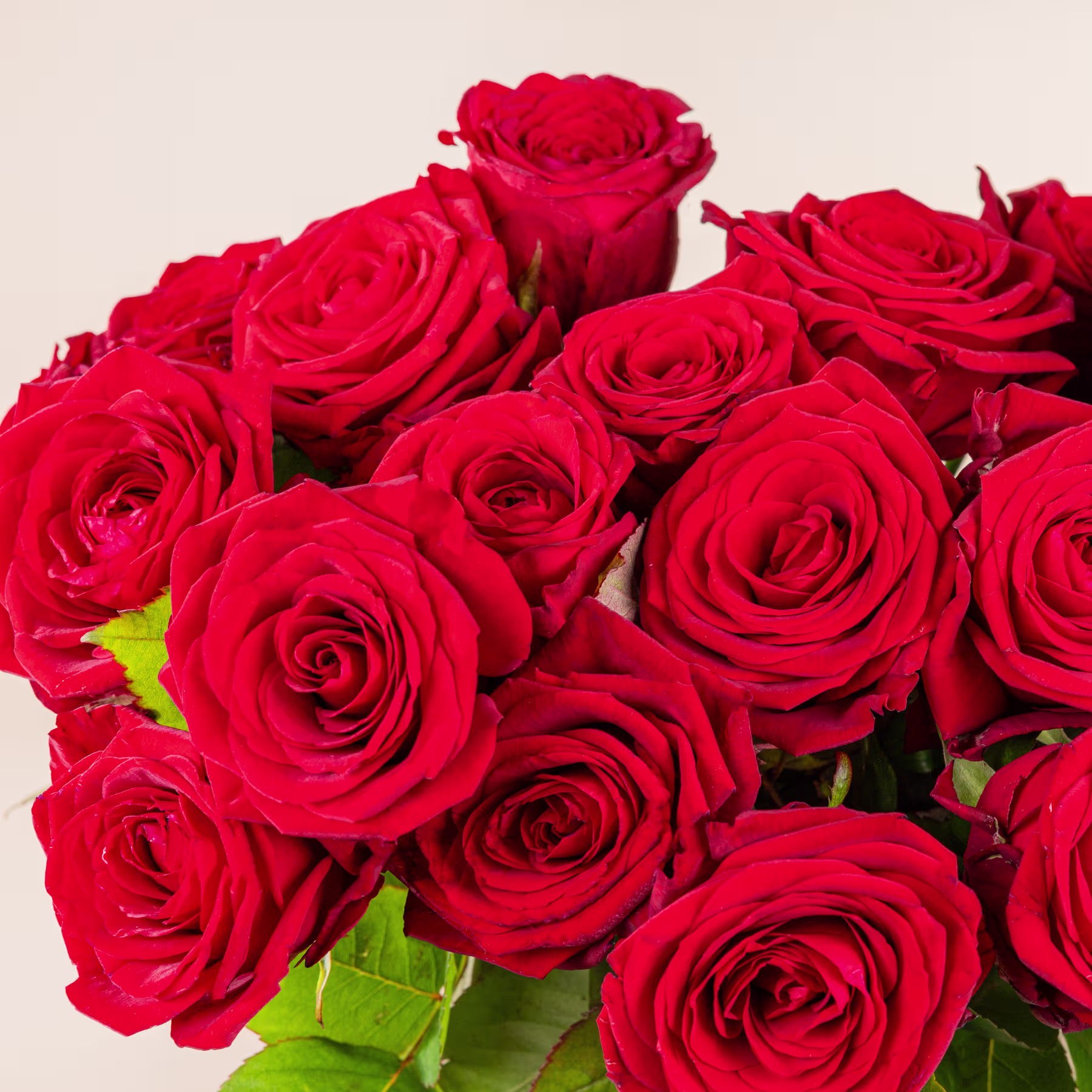 Ein Strauß leuchtender, tiefroter Rosen vor einem hellen Hintergrund. (Beschreibungstext KI-generiert)