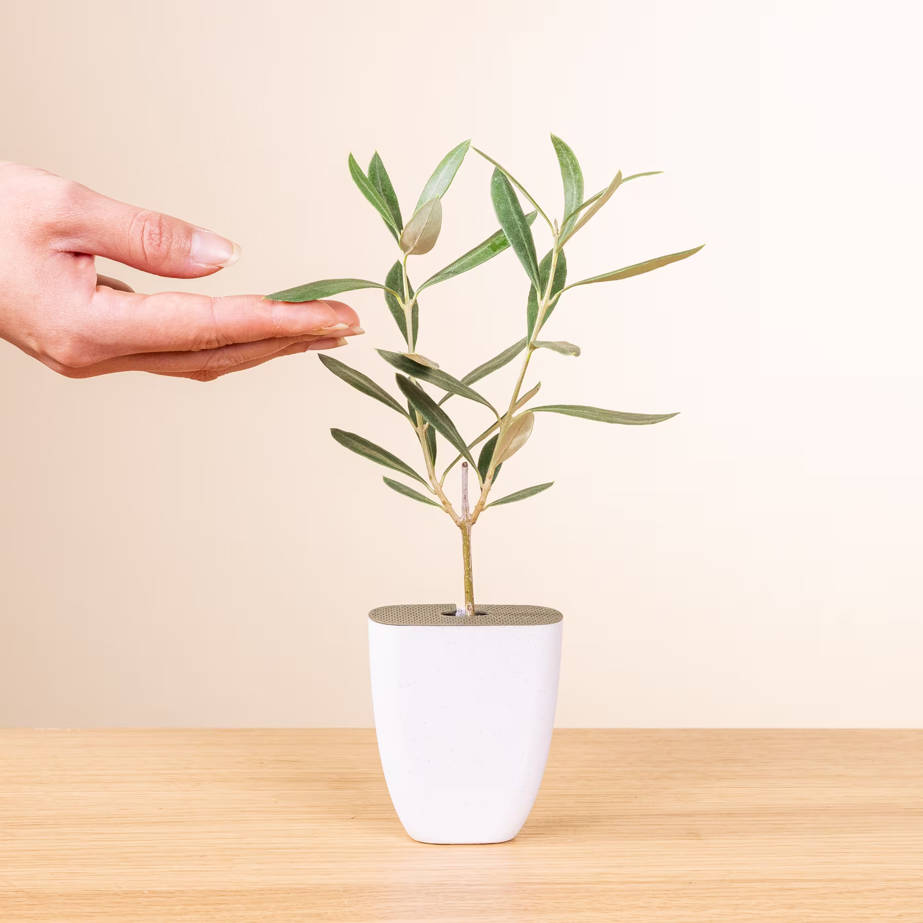 Ein Olivenbaum im Topf mit grünen Blättern wird vor einem schlichten beigen Hintergrund in den Händen einer Person gehalten. (Beschreibungstext KI-generiert)