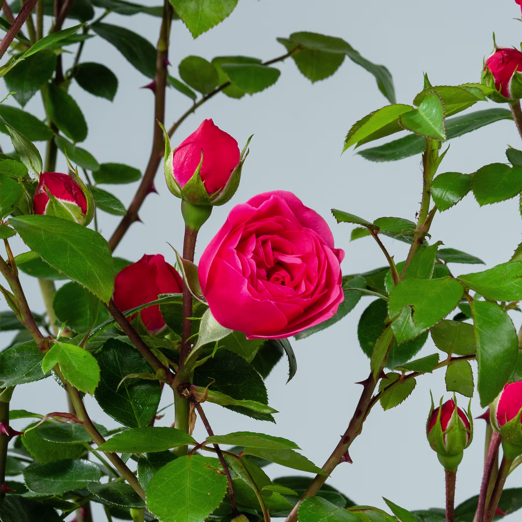 Leuchtend rote Rosen mit üppigem grünem Laub vor einem weichen, unscharfen Hintergrund. (Beschreibungstext KI-generiert)