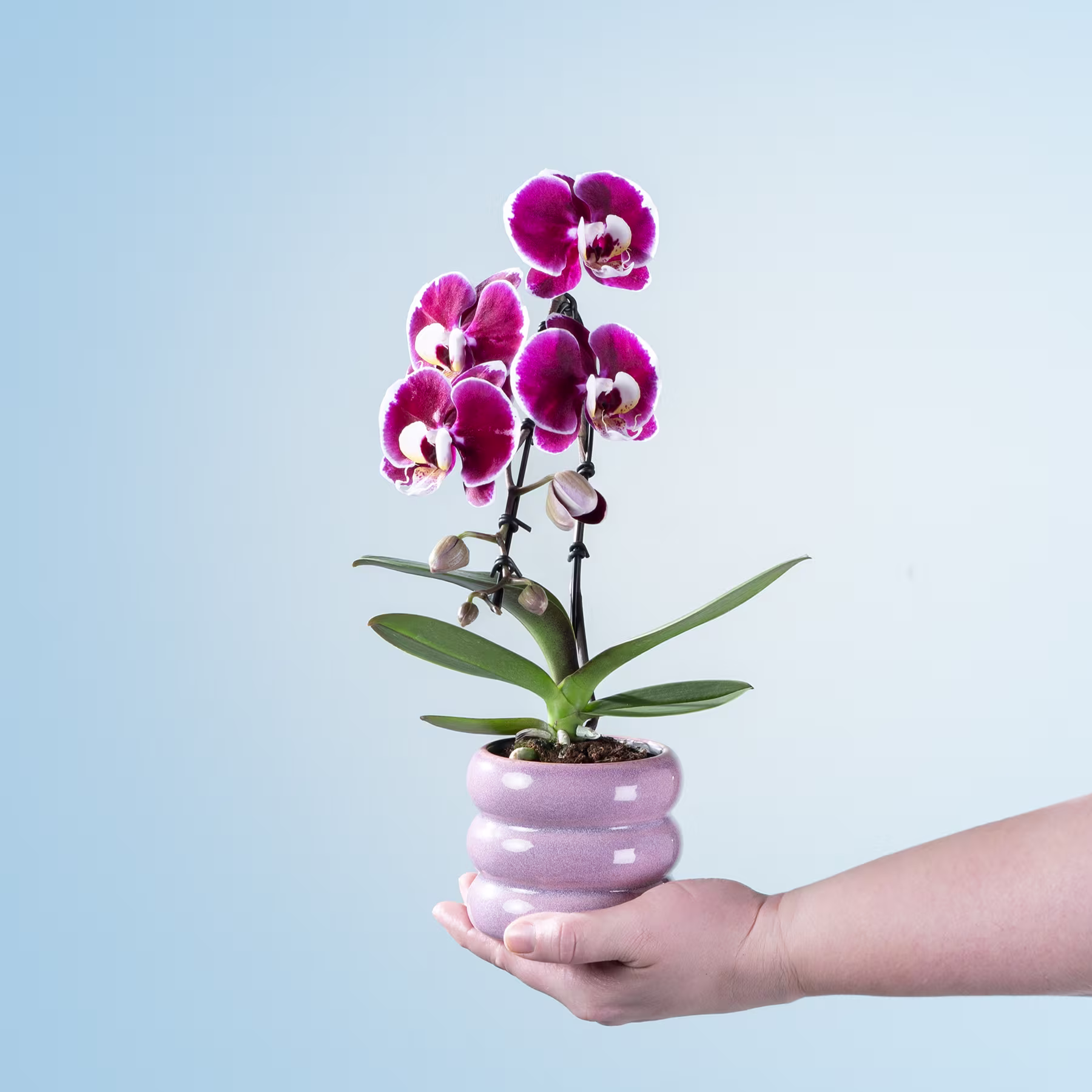 Eine leuchtend rosa Orchideenpflanze in einem pastellrosa Topf wird vor einem schlichten blauen Hintergrund in der Hand einer Person gehalten. (Beschreibungstext KI-generiert)