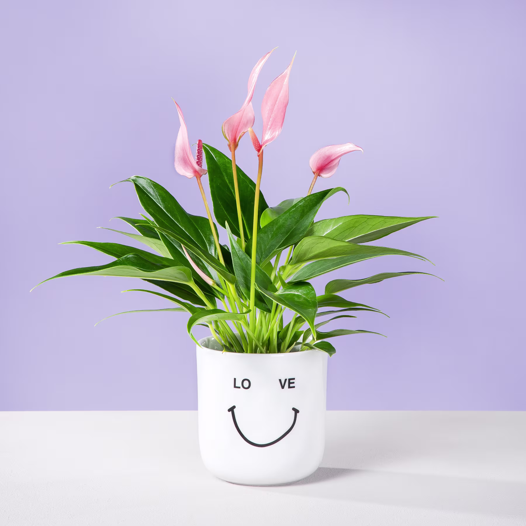 Ein weißer Keramiktopf mit Smiley-Design enthält eine üppige, lebendige Pflanze mit großen grünen Blättern und zarten rosa Blüten vor einem sanften lavendelfarbenen Hintergrund. (Beschreibungstext KI-generiert)