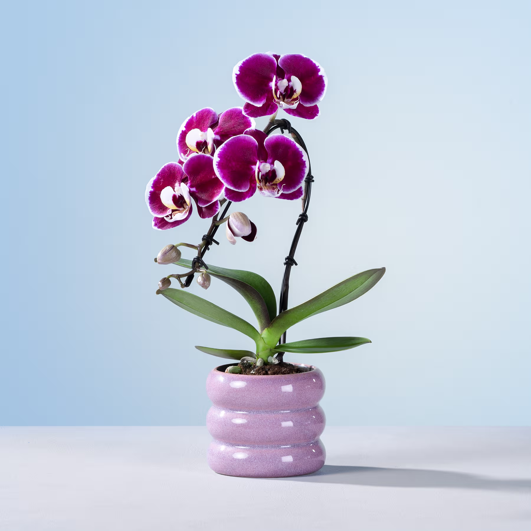 Eine leuchtend violette Orchideenpflanze mit mehreren Blüten steht in einem rosa Keramiktopf vor einem schlichten blauen Hintergrund. (Beschreibungstext KI-generiert)