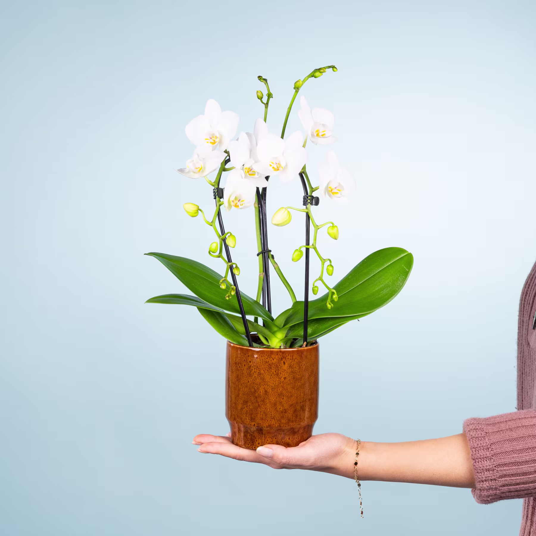 Eine Hand hält eine Orchidee im Topf mit zarten weißen Blüten vor hellblauem Hintergrund. (Beschreibungstext KI-generiert)