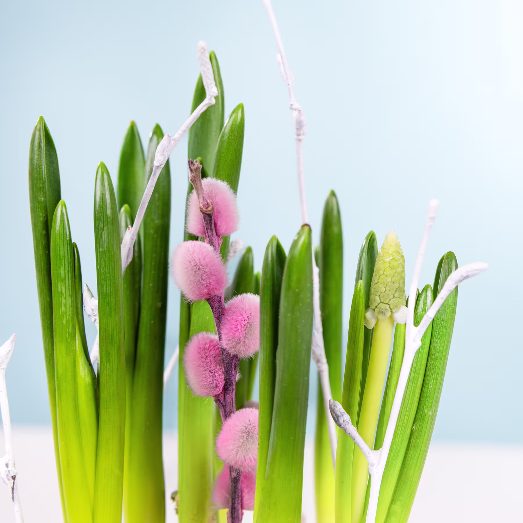 Das Bild zeigt eine lebendige Darstellung grüner Blätter und flauschiger rosa Blüten vor einem hellblauen Hintergrund, wodurch eine ruhige und natürliche Komposition entsteht. (Beschreibungstext KI-generiert)