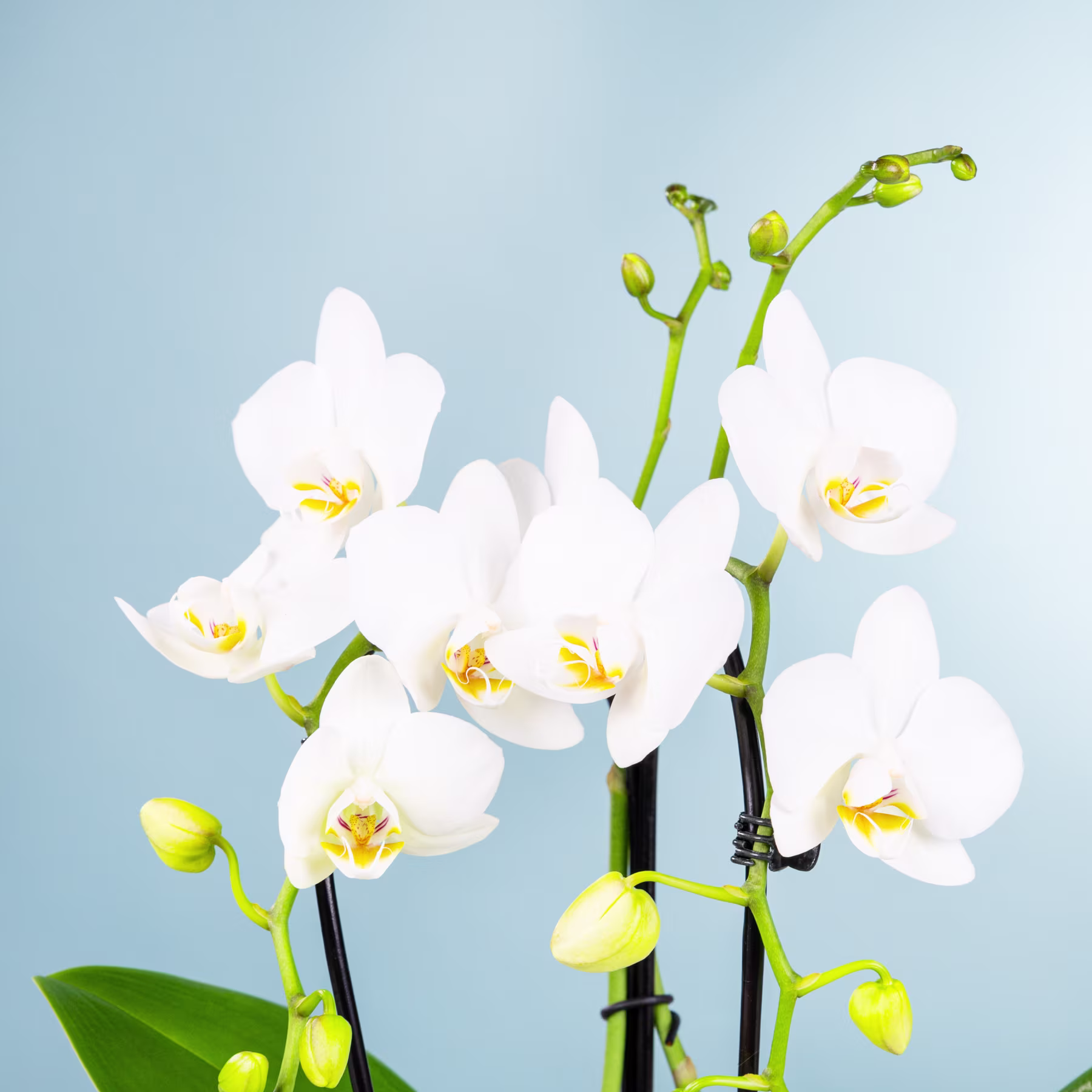 Wunderschöne weiße Orchideenblüten mit gelber Mitte vor einem sanften blauen Hintergrund. (Beschreibungstext KI-generiert)