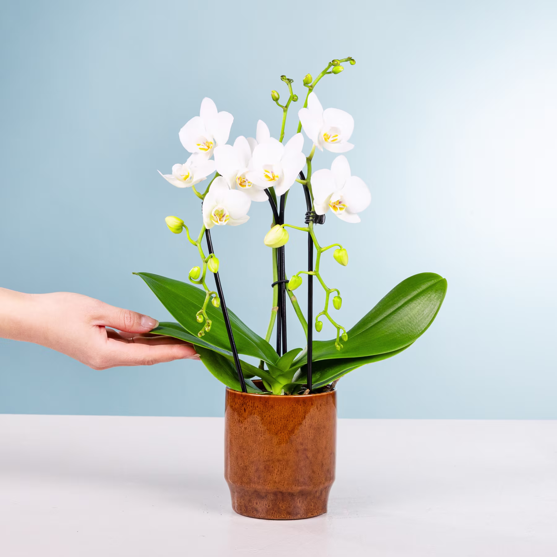 Eine Orchideenpflanze im Topf mit zarten weißen Blüten und grünen Blättern steht auf einem Tisch vor einem hellblauen Hintergrund, eine Hand streckt sich nach der Pflanze aus. (Beschreibungstext KI-generiert)