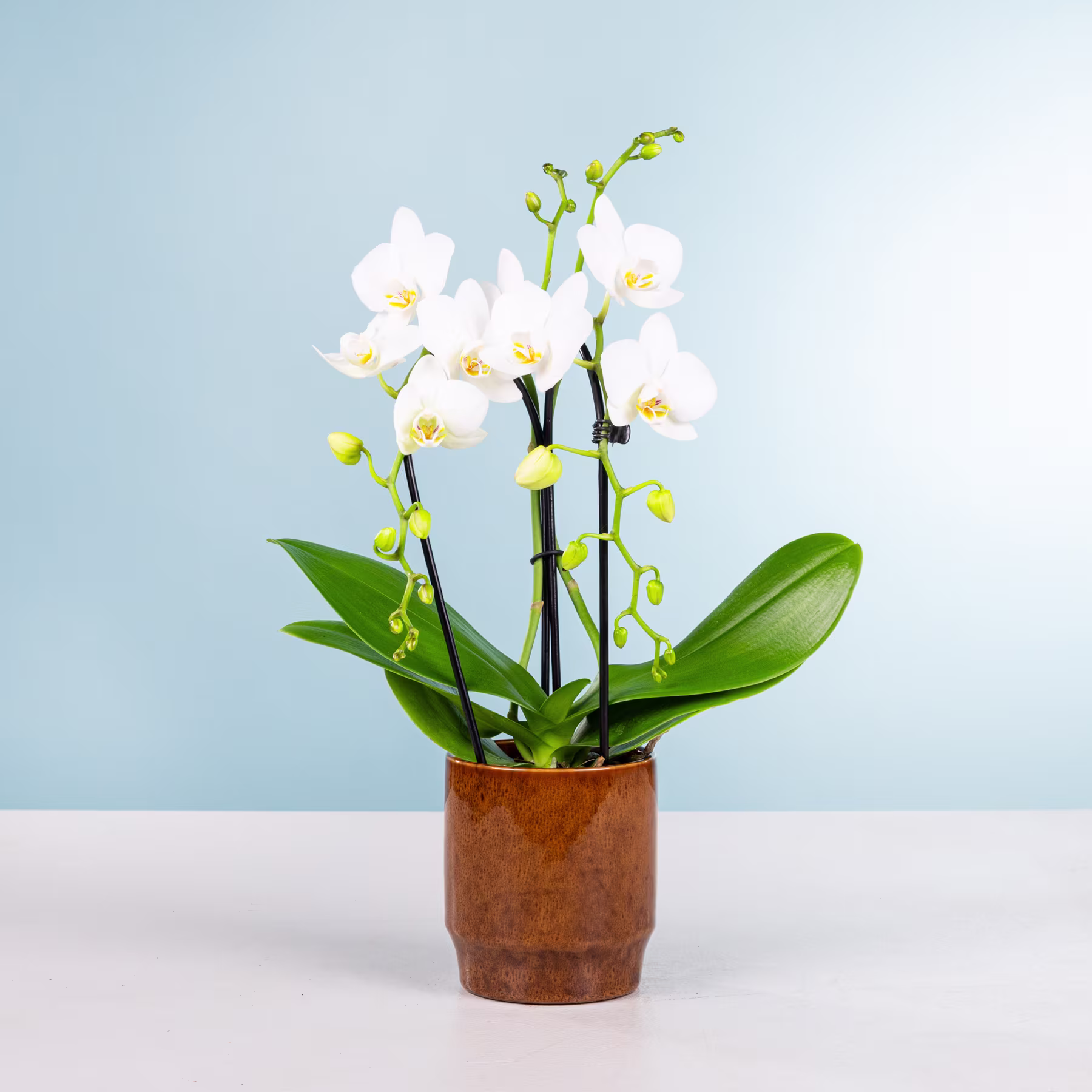 Eine Orchideenpflanze im Topf mit zarten weißen Blüten und grünen Blättern steht auf einer weißen Fläche vor einem hellblauen Hintergrund. (Beschreibungstext KI-generiert)