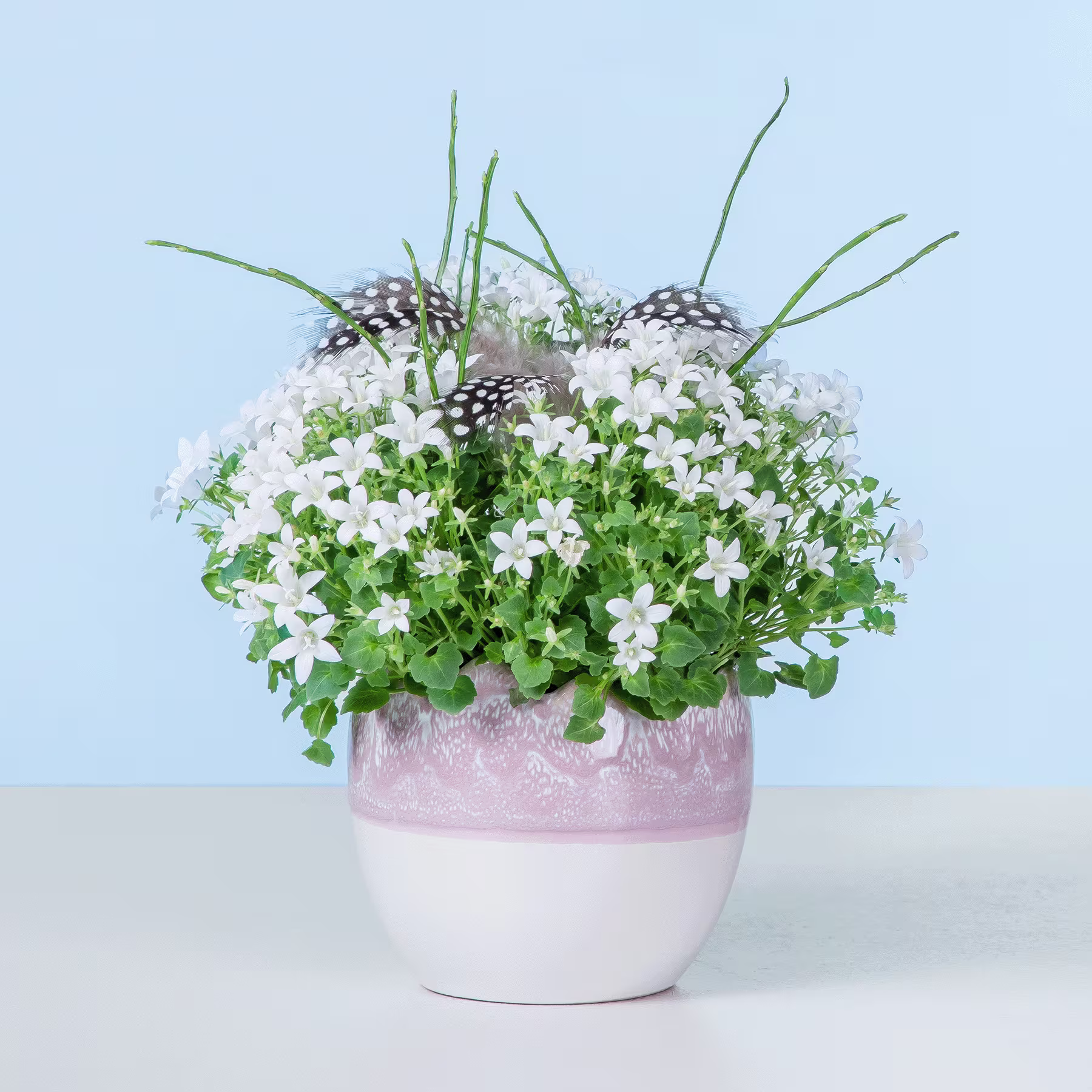 Eine Topfpflanze mit kleinen weißen Blüten und grünen Blättern vor einem hellblauen Hintergrund. (Beschreibungstext KI-generiert)