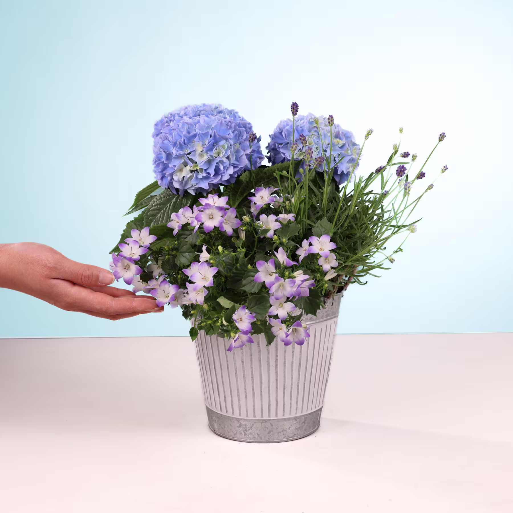 Ein Strauß leuchtend violetter Hortensien und zartrosa Blüten, arrangiert in einem gestreiften Metallbehälter vor einem schlichten hellblauen Hintergrund. (Beschreibungstext KI-generiert)