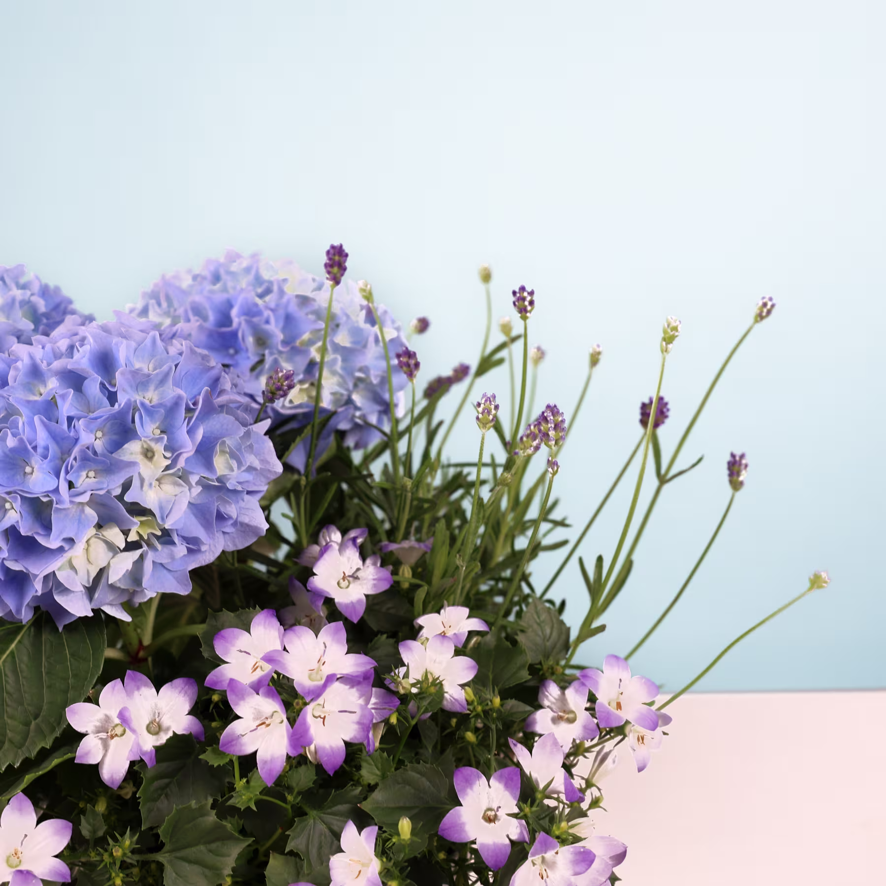 Ein leuchtender Strauß violetter Hortensien und zartrosa Blüten steht auf einer blassrosa Oberfläche vor einem sanften blauen Hintergrund. (Beschreibungstext KI-generiert)