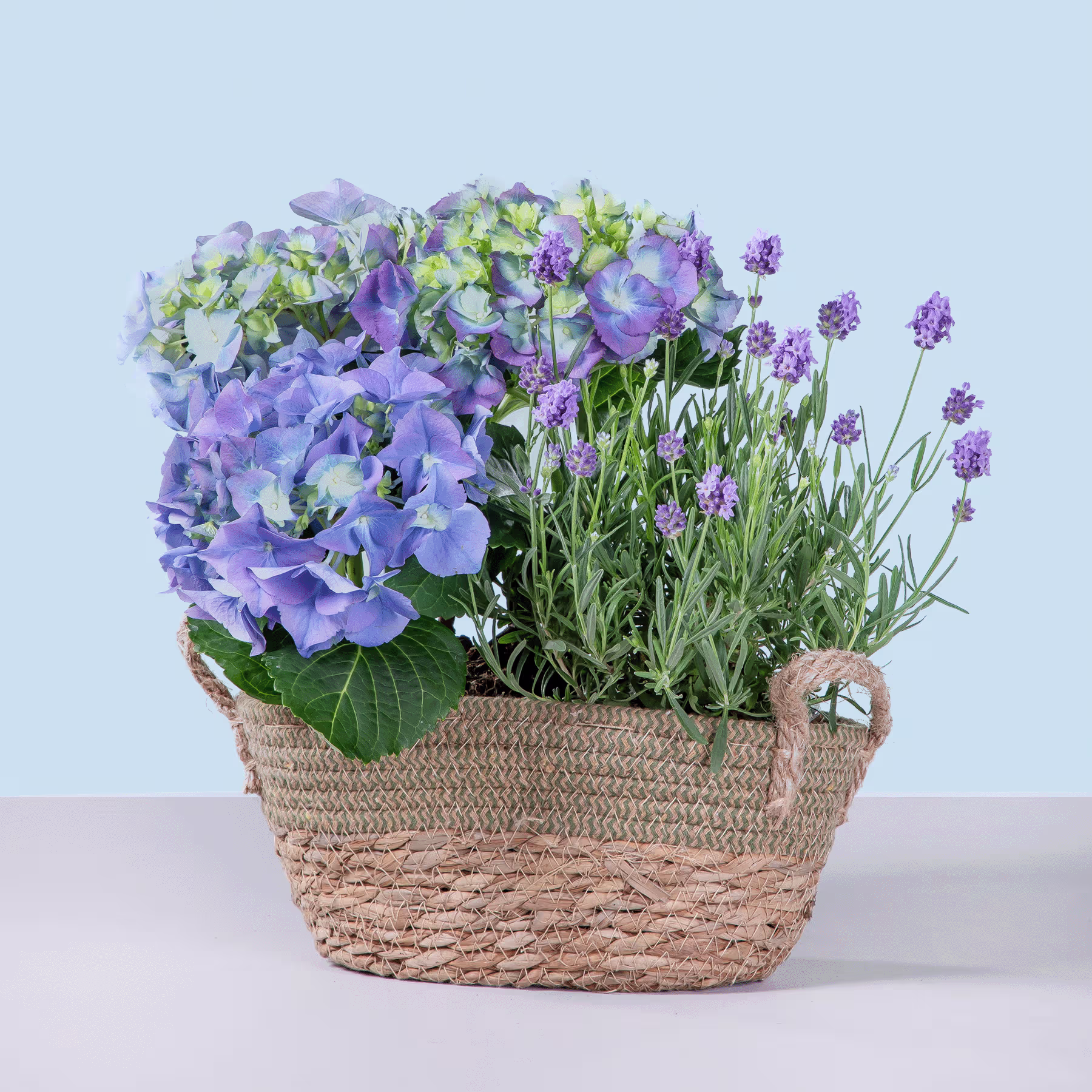 Ein geflochtener Korb, gefüllt mit einem farbenfrohen Arrangement aus violetten und grünen Blütenpflanzen vor einem hellblauen Hintergrund. (Beschreibungstext KI-generiert)