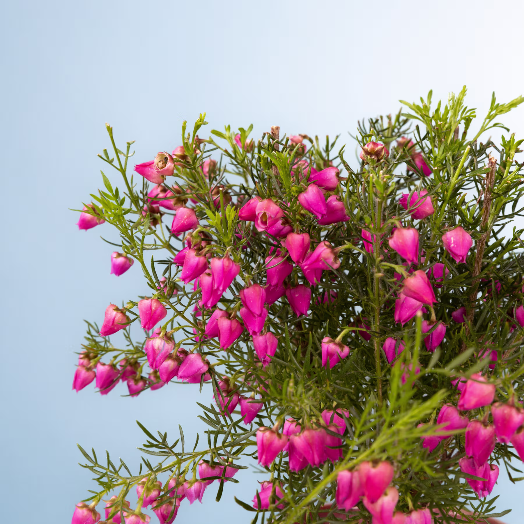 Eine üppige, leuchtende Ansammlung rosafarbener, glockenförmiger Blüten, umgeben von grünem Laub vor einem klaren, blauen Himmel. (Beschreibungstext KI-generiert)