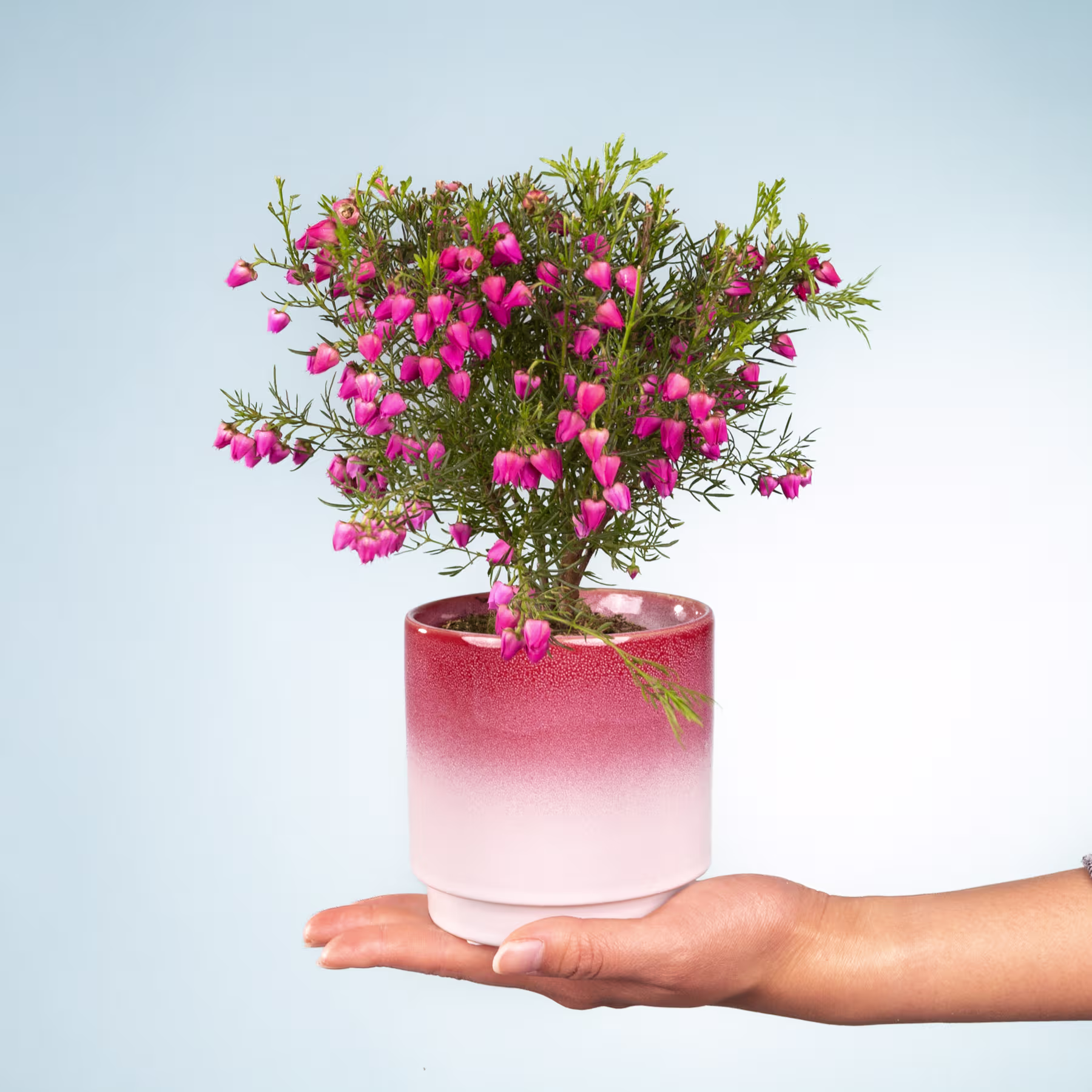 Eine Hand hält eine Topfpflanze mit leuchtend rosa Blüten vor einem schlichten blauen Hintergrund. (Beschreibungstext KI-generiert)