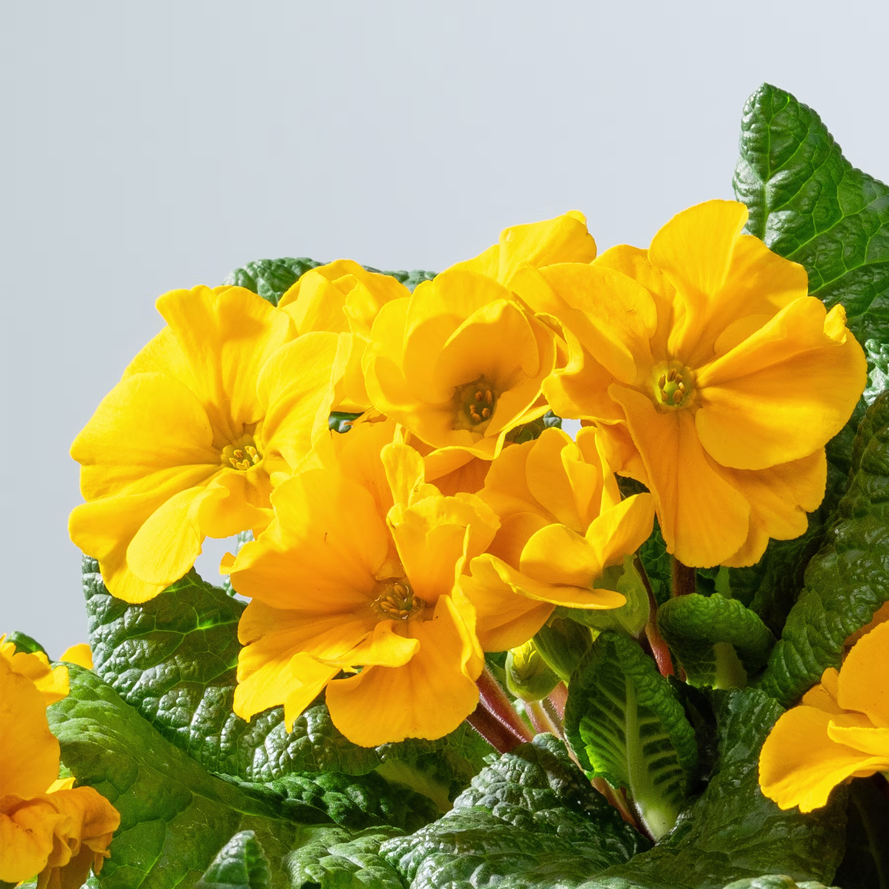 Leuchtend gelbe Primelblüten blühen inmitten üppiger grüner Blätter vor einem hellblaugrauen Hintergrund. (Beschreibungstext KI-generiert)