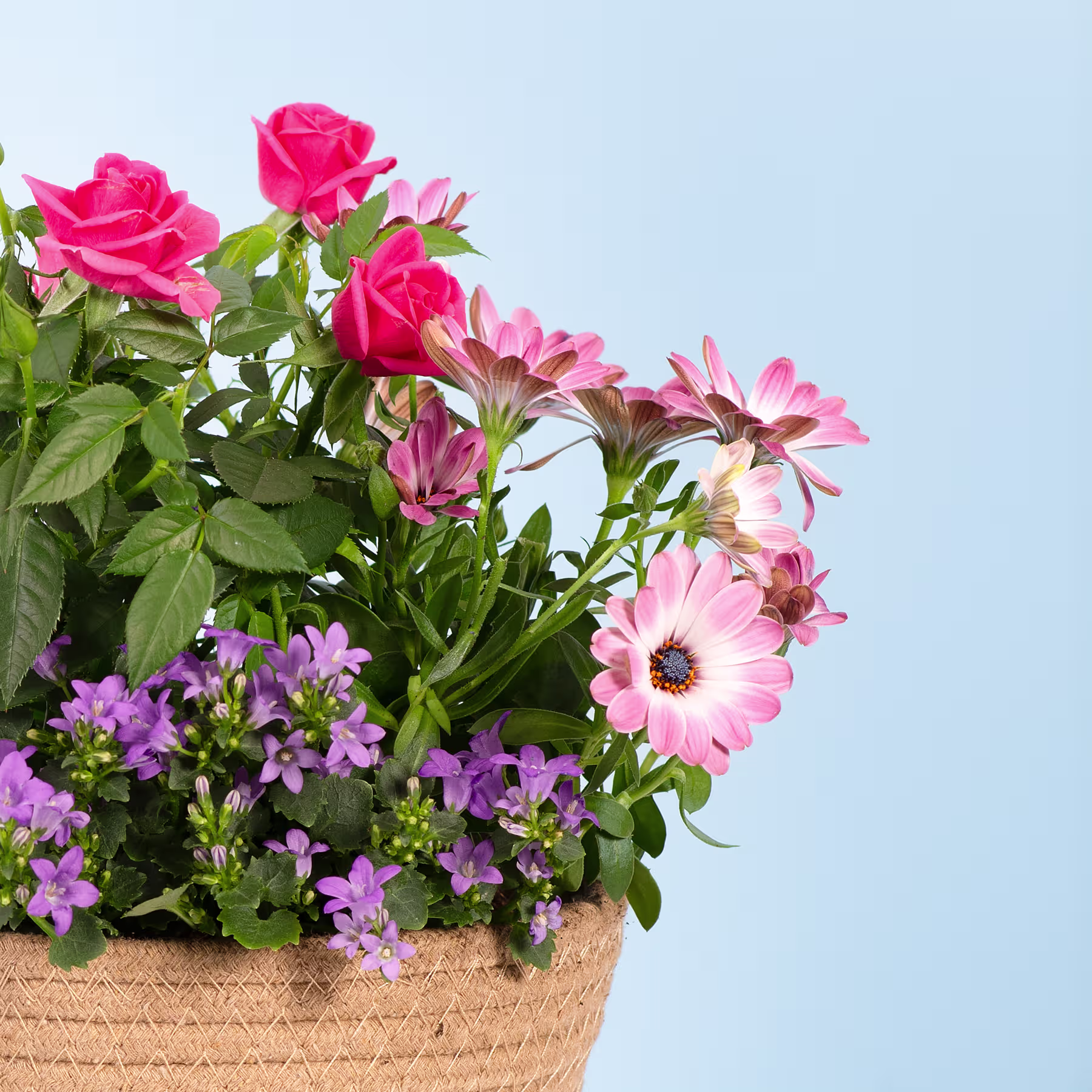 Ein leuchtender Strauß rosa Rosen und violetter Blumen liegt in einem geflochtenen Korb vor dem Hintergrund eines ruhigen blauen Himmels. (Beschreibungstext KI-generiert)