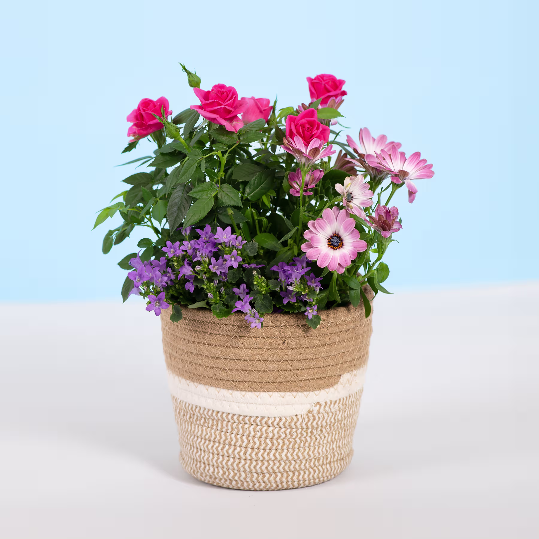 Ein leuchtender Strauß aus rosa Rosen, lila Blumen und rosa Gänseblümchen in einem geflochtenen Korb vor einem schlichten blauen Hintergrund. (Beschreibungstext KI-generiert)