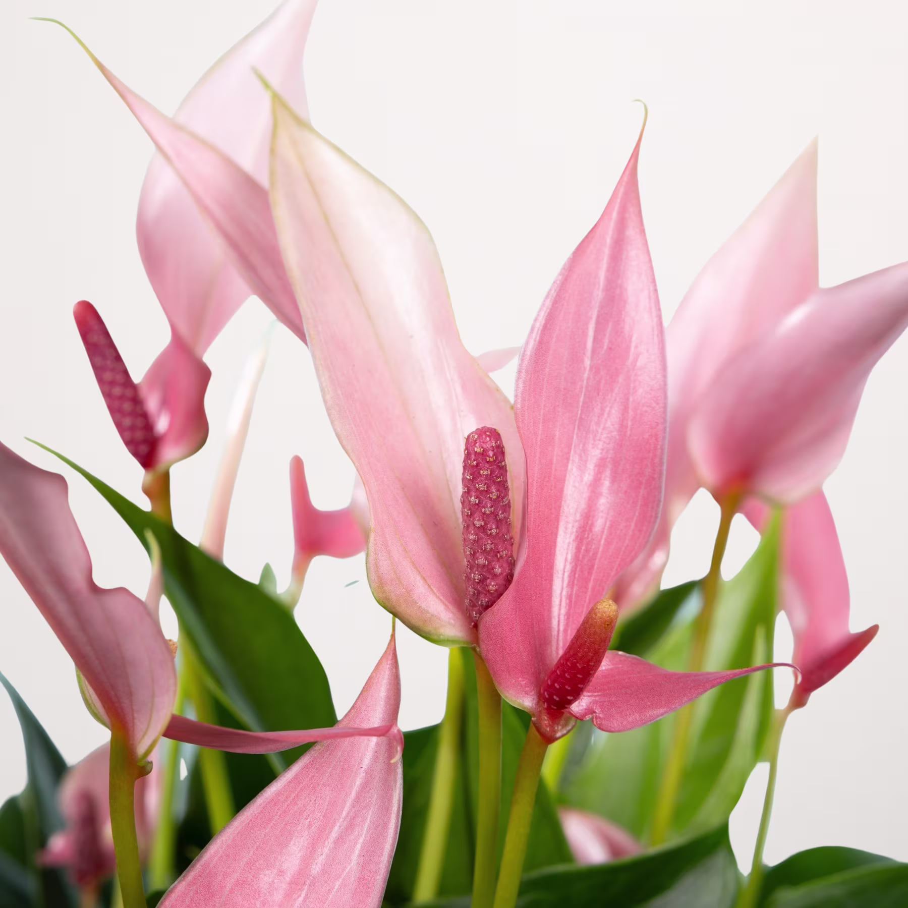 Leuchtend rosa Blumen mit zarten Blütenblättern und üppigem grünem Laub füllen den Rahmen und ergeben ein bezauberndes Blumenarrangement vor einem schlichten weißen Hintergrund. (Beschreibungstext KI-generiert)