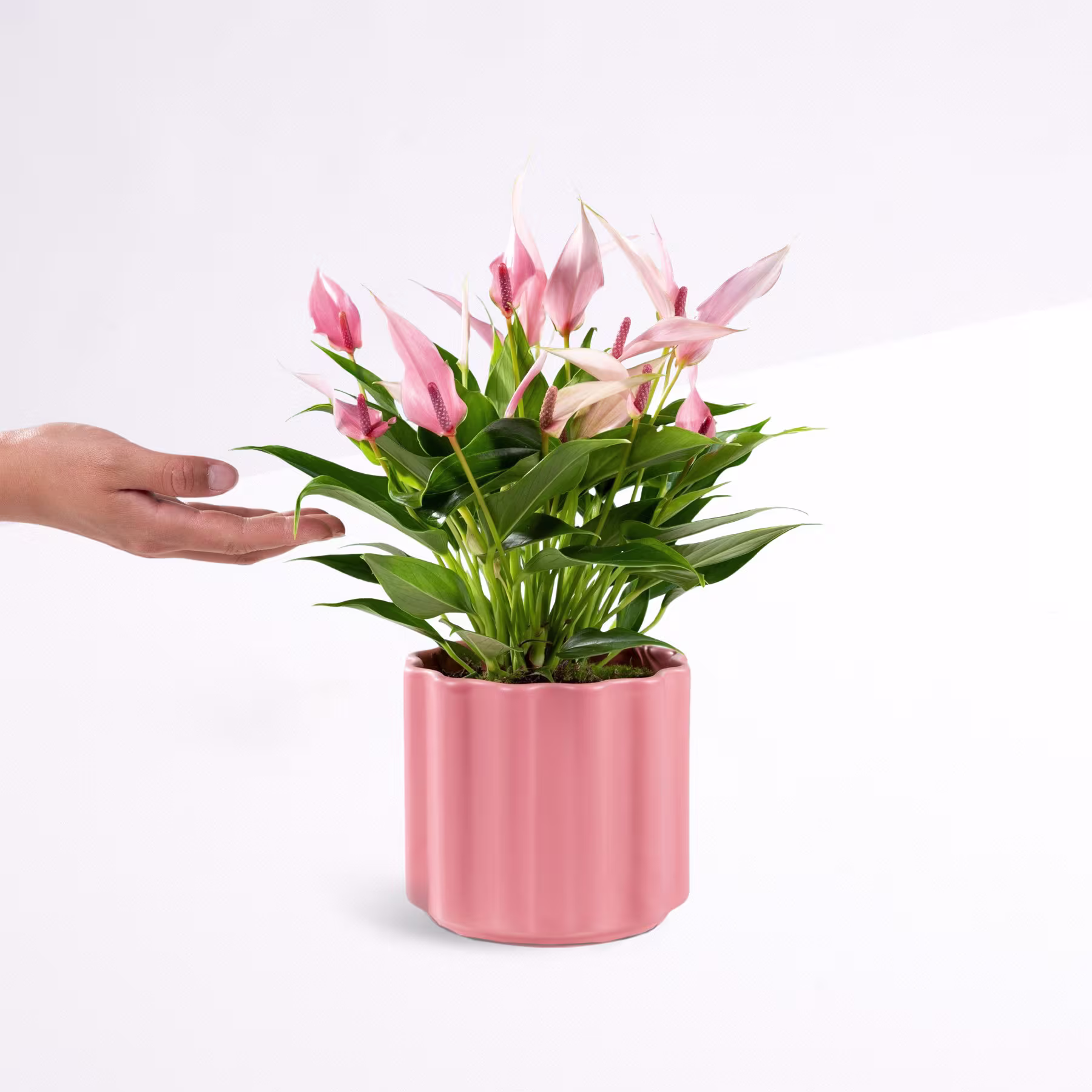 Eine Hand hält eine Topfpflanze mit leuchtend rosa Blüten vor einem schlichten weißen Hintergrund. (Beschreibungstext KI-generiert)