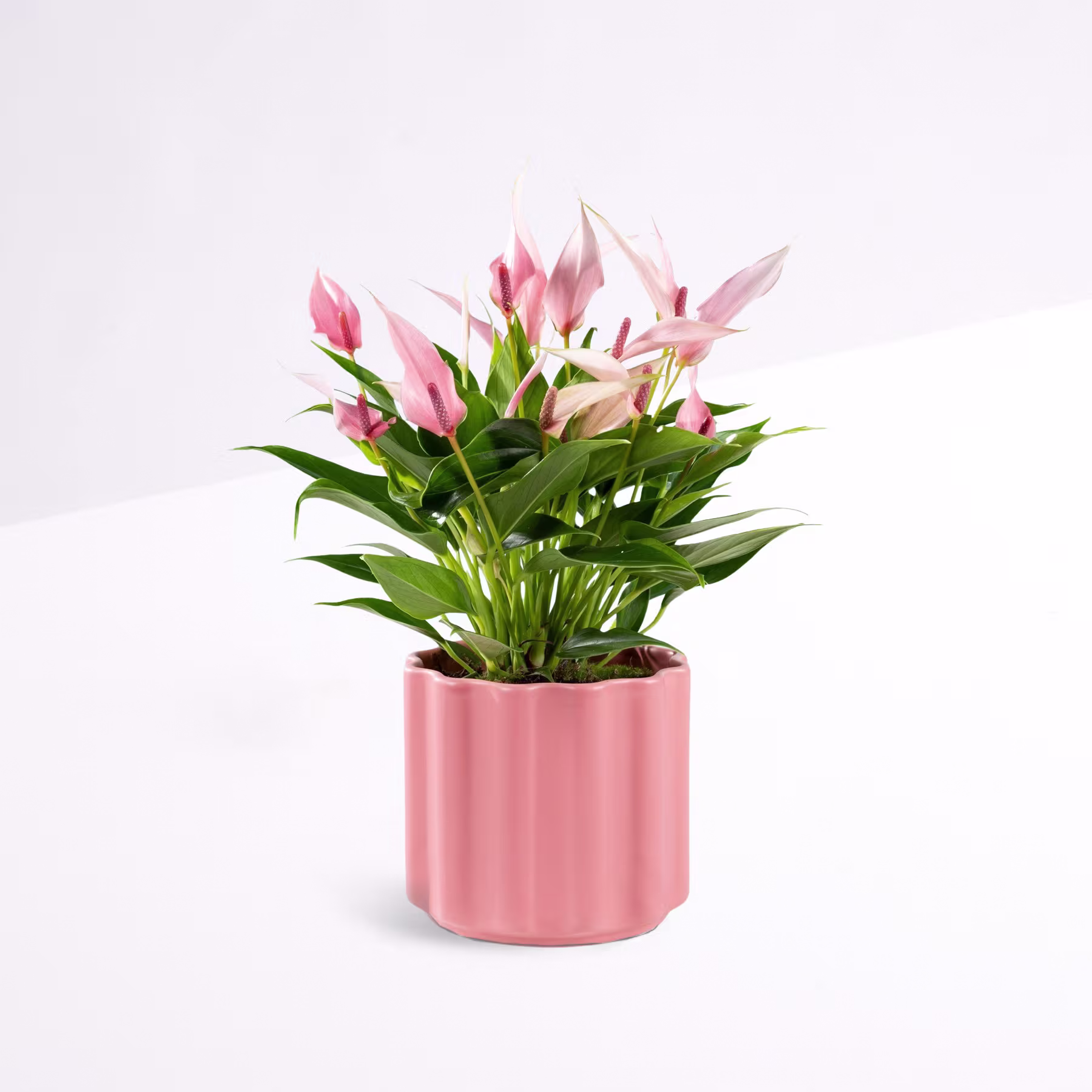 Ein leuchtender Strauß rosa und weißer Blumen in einem rosa Keramiktopf steht vor einem schlichten weißen Hintergrund. (Beschreibungstext KI-generiert)