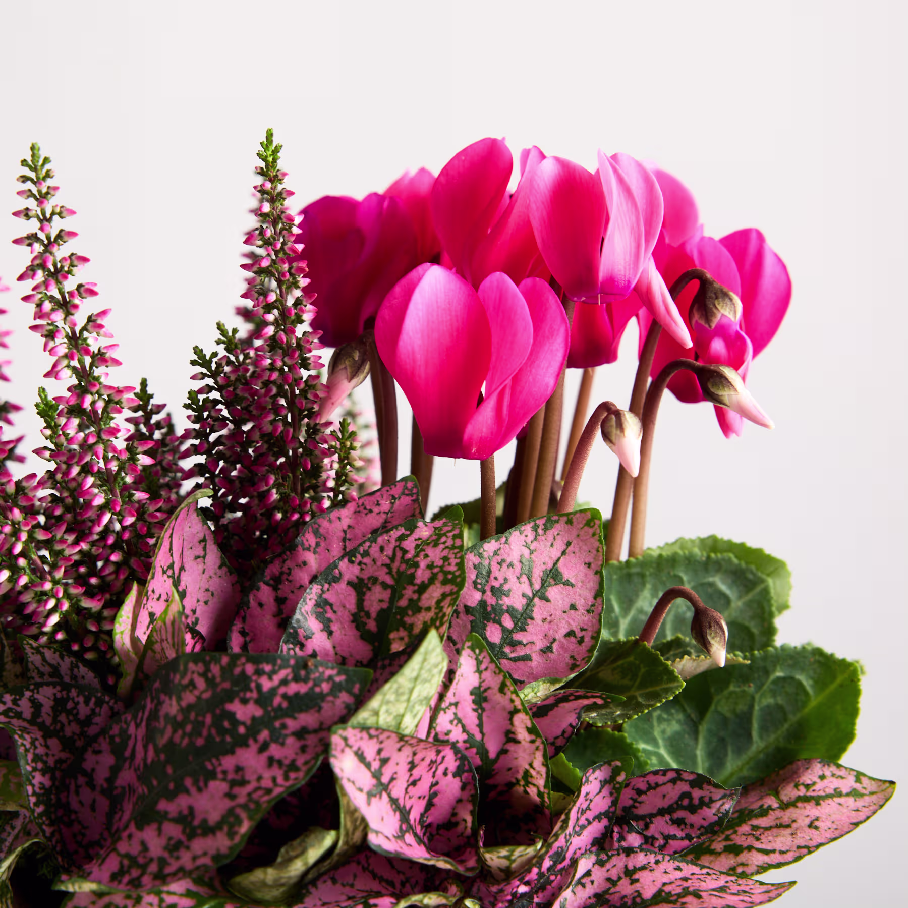 Leuchtend rosa Alpenveilchenblüten, umgeben von üppigem grünem Laub und violett gefärbten Blättern, vor einem schlichten weißen Hintergrund. (Beschreibungstext KI-generiert)