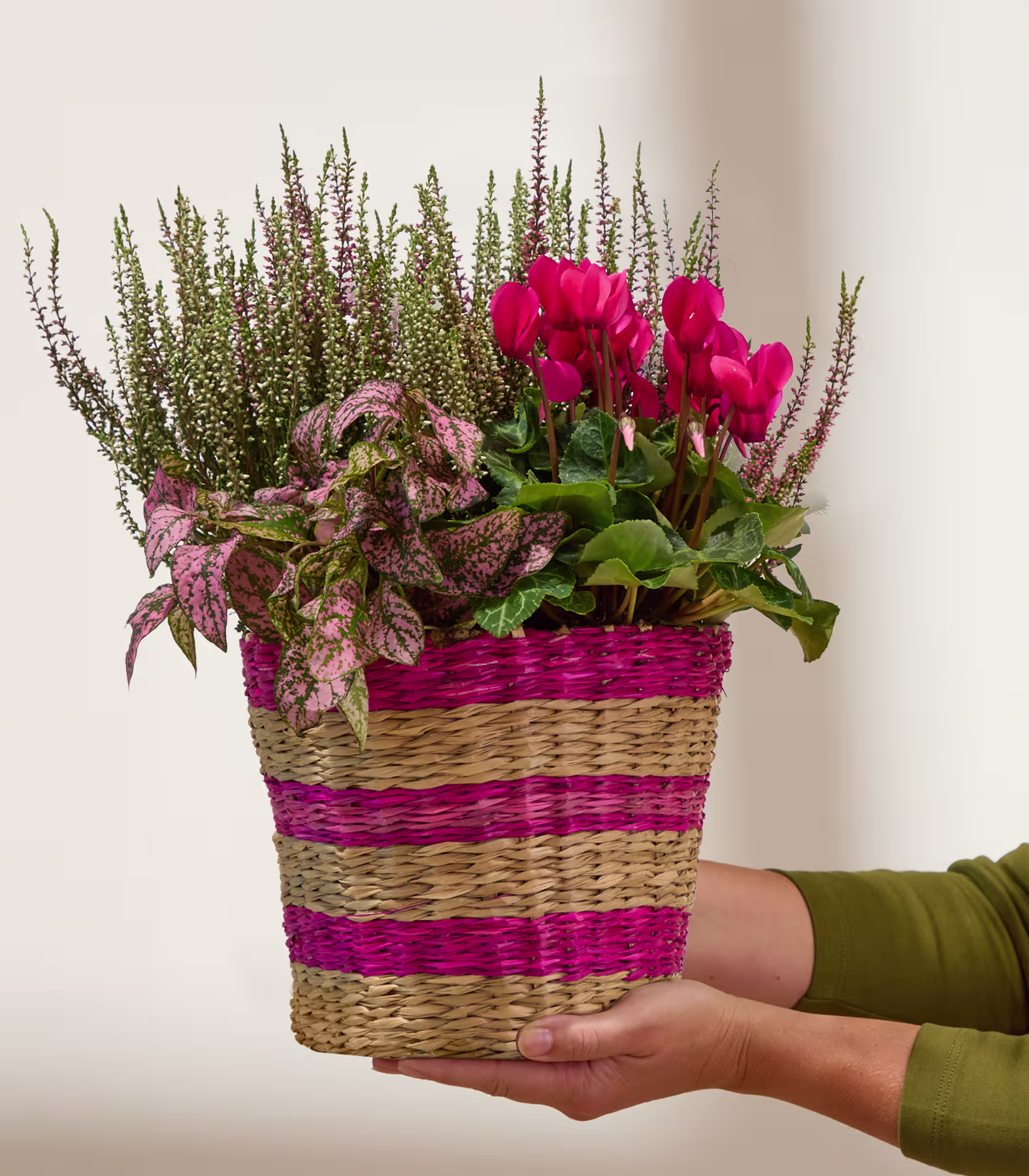 Das Bild zeigt eine leuchtende Pracht rosa Alpenveilchenblüten, umgeben von üppigem grünem Laub, vor dem Hintergrund hoher violett blühender Pflanzen, wodurch eine optisch beeindruckende und harmonische Komposition entsteht. (Beschreibungstext KI-generiert)