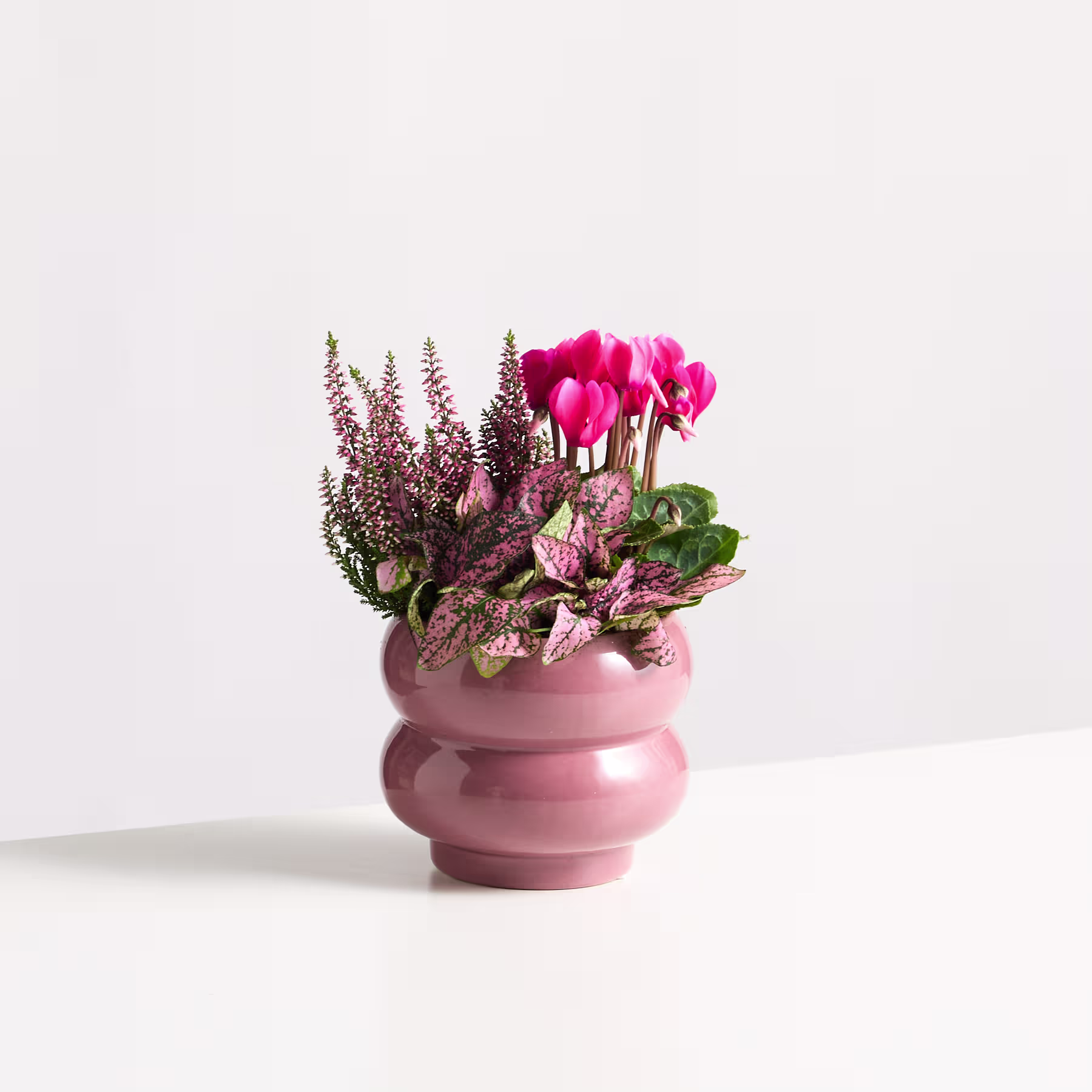 Eine rosafarbene Keramikvase, gefüllt mit leuchtend rosa Alpenveilchenblüten und lila Heidekraut, vor einem schlichten weißen Hintergrund. (Beschreibungstext KI-generiert)