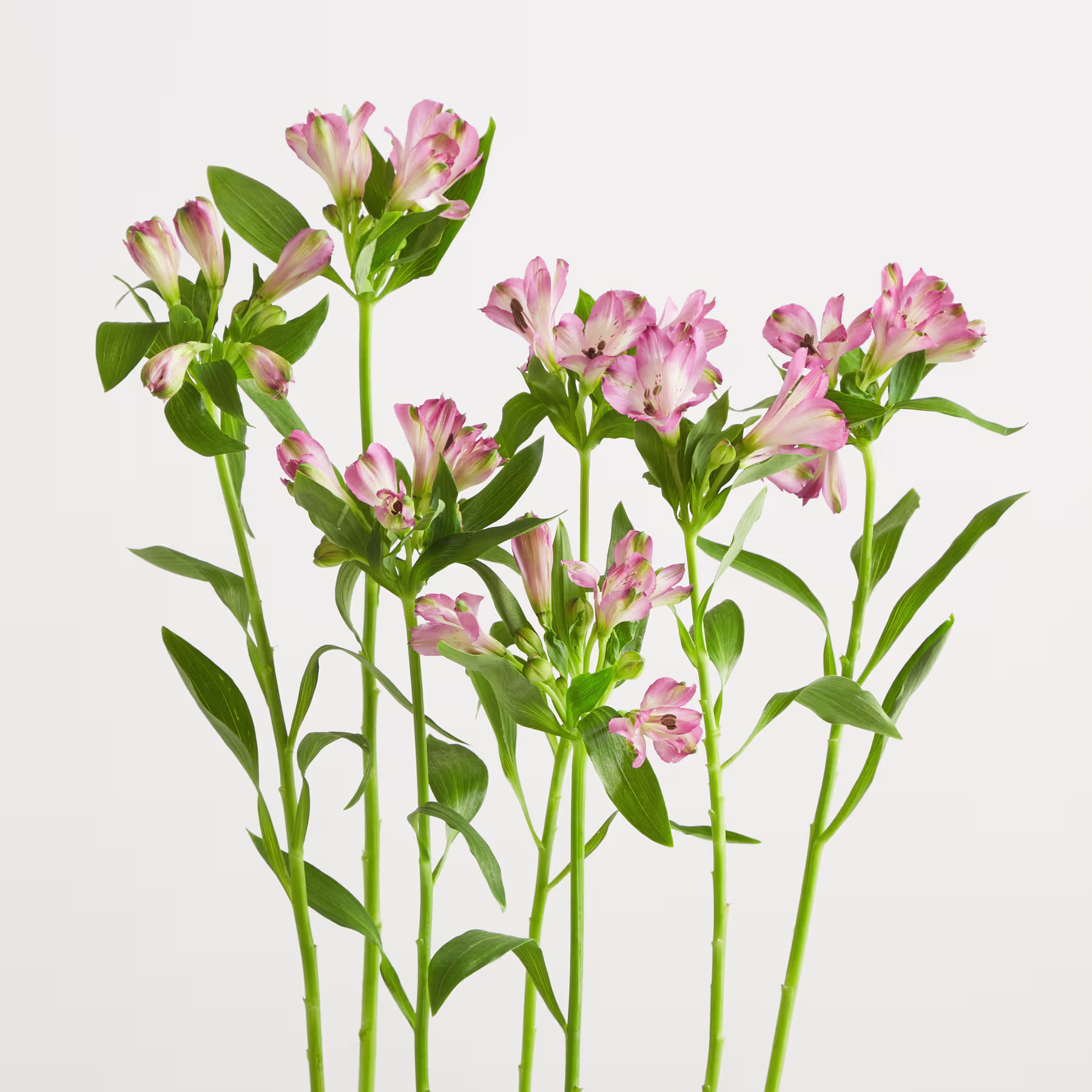 Ein Strauß zartrosa Blüten mit grünen Blättern steht vor einem schlichten weißen Hintergrund und schafft eine einfache, aber elegante Komposition. (Beschreibungstext KI-generiert)