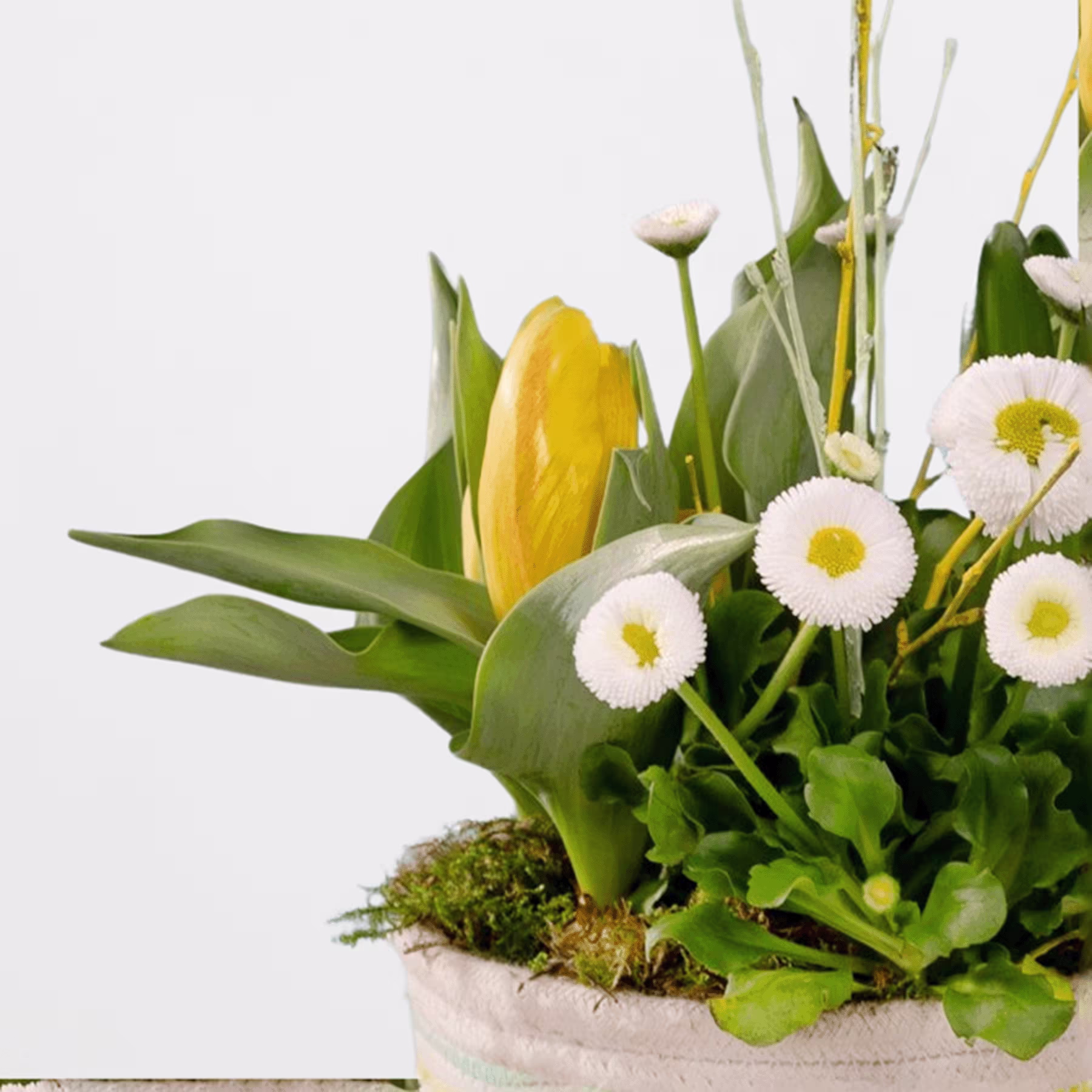 Ein farbenfrohes Arrangement aus gelben Tulpen, weißen Gänseblümchen und üppigem grünem Laub sitzt auf einem moosbedeckten Sockel und schafft ein optisch beeindruckendes und natürlich wirkendes Arrangement. (Beschreibungstext KI-generiert)