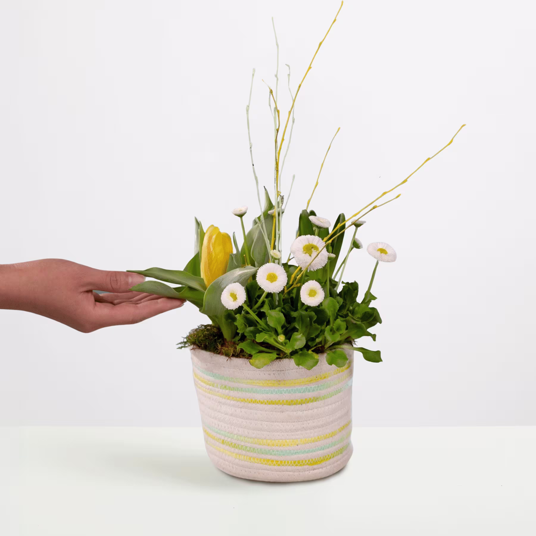 Eine Hand hält ein Topfpflanzenarrangement mit gelben Tulpen, weißen Gänseblümchen und grünem Laub vor einem schlichten weißen Hintergrund. (Beschreibungstext KI-generiert)