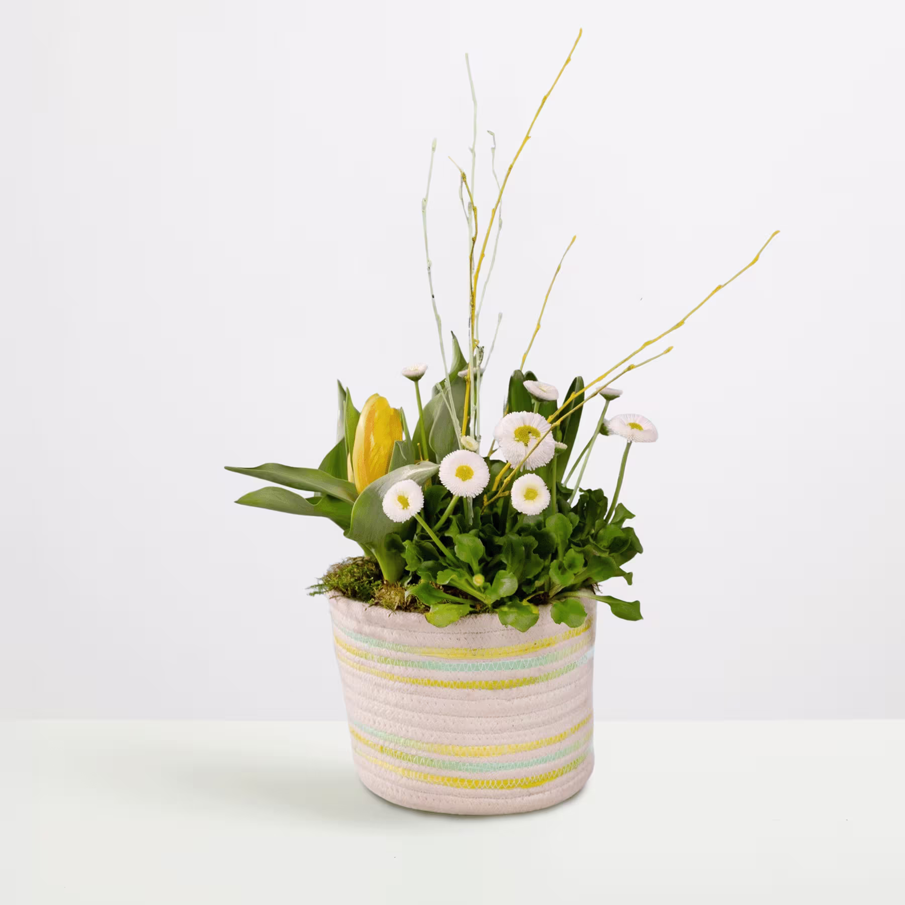 Ein farbenfrohes Arrangement aus Frühlingsblumen, darunter gelbe Tulpen und weiße Gänseblümchen, steht in einem gestreiften Keramiktopf vor einem schlichten weißen Hintergrund. (Beschreibungstext KI-generiert)