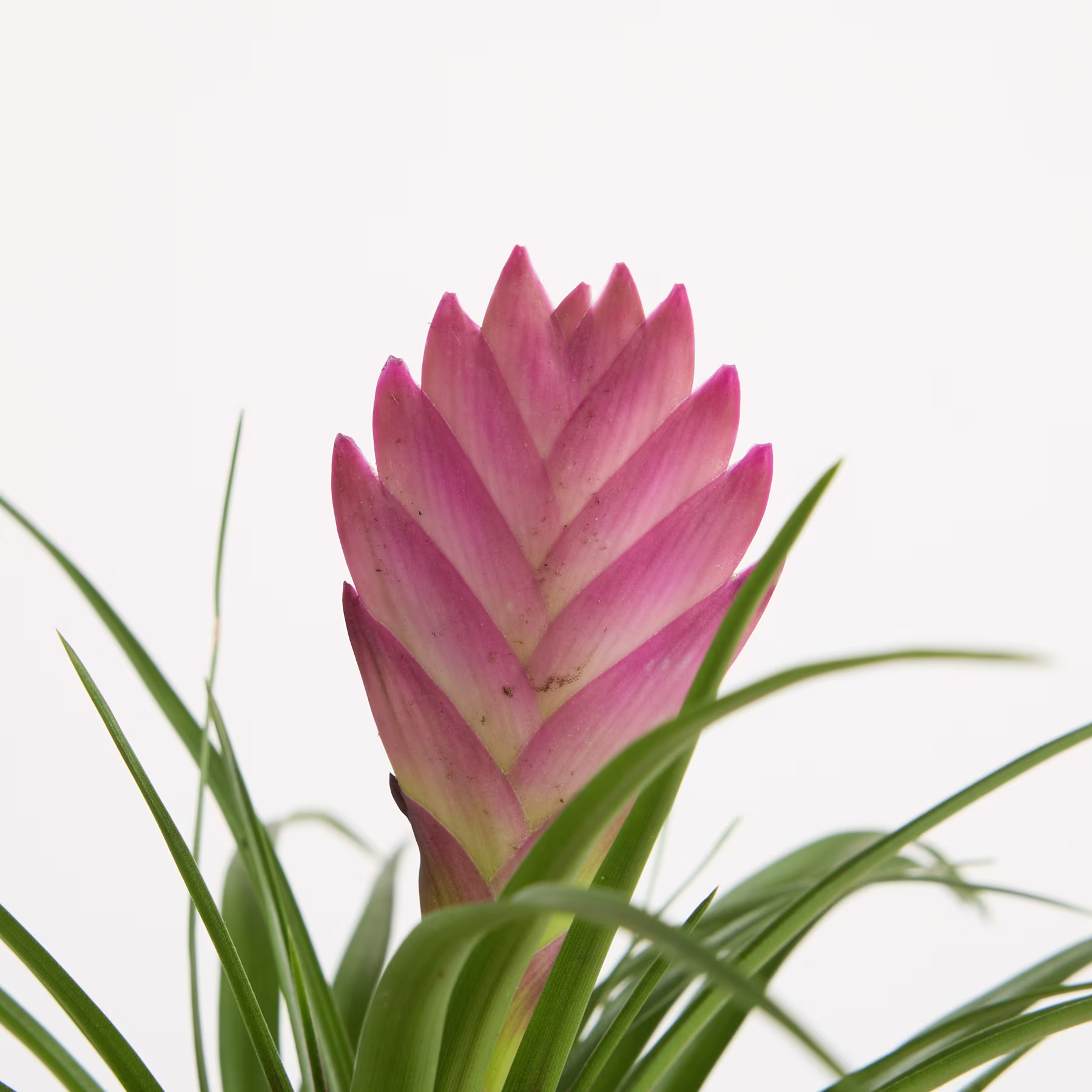 Aus einer Gruppe grüner Blätter wächst vor einem schlichten weißen Hintergrund eine leuchtend rosa Bromelienblüte mit überlappenden Blütenblättern hervor. (Beschreibungstext KI-generiert)