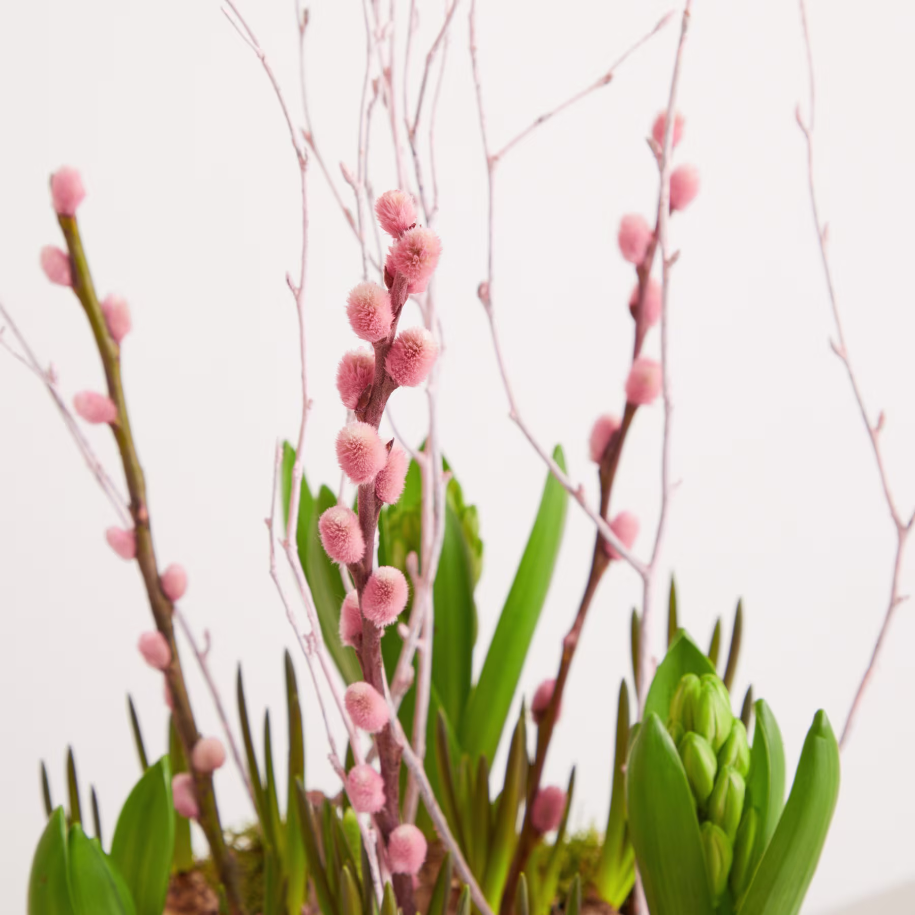 Das Bild zeigt zarte rosa Blüten, die aus kahlen Zweigen sprießen, umgeben von üppigem grünem Laub, vor einem schlichten weißen Hintergrund. (Beschreibungstext KI-generiert)