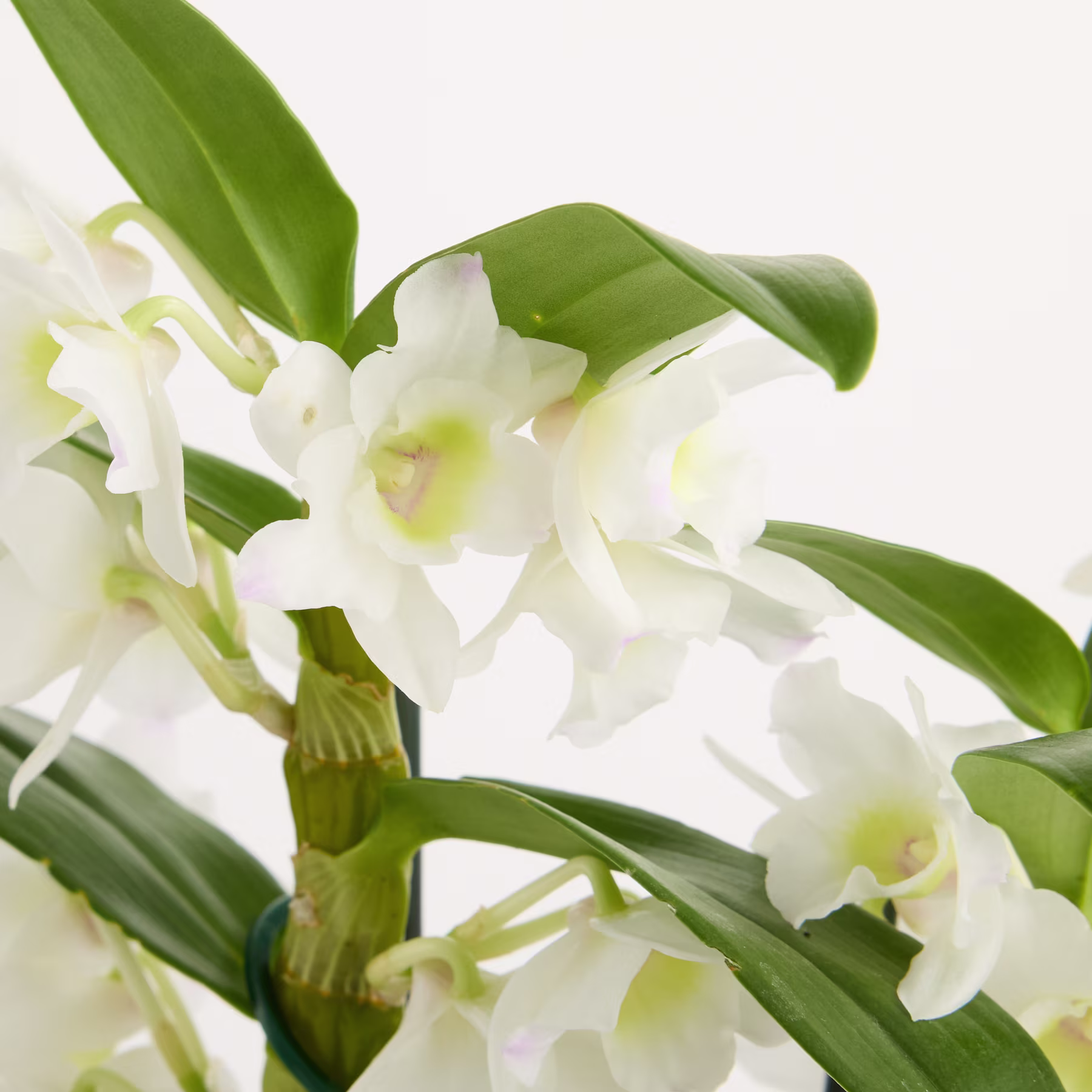 Das Bild zeigt eine Nahaufnahme einer Gruppe zarter, weißer Orchideenblüten mit leuchtend grünen Blättern im Vordergrund, vor einem schlichten, hellen Hintergrund. (Beschreibungstext KI-generiert)