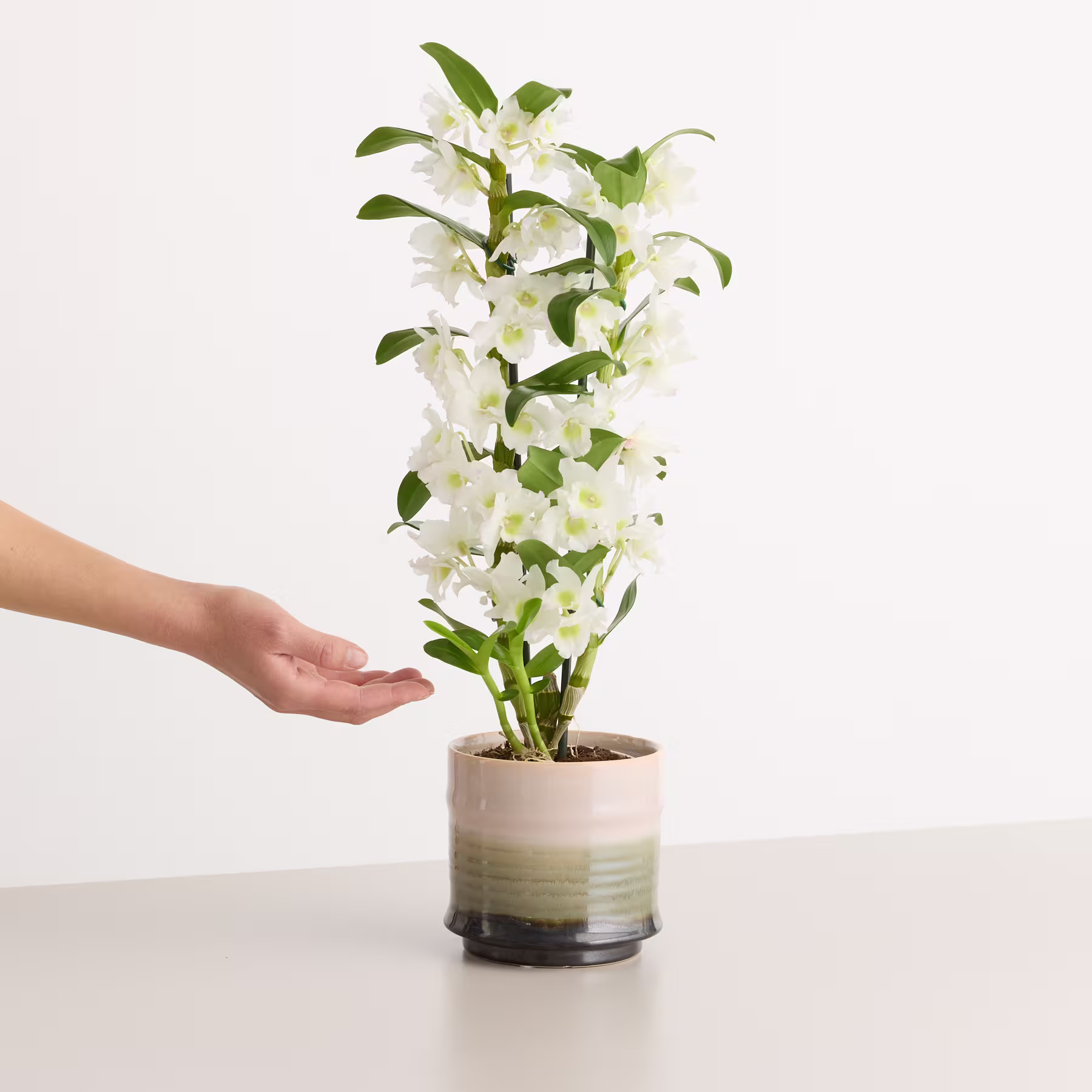 Eine Topfpflanze mit zarten weißen Blüten und grünen Blättern steht auf einem Tisch vor einem schlichten weißen Hintergrund, eine Hand streckt sich nach der Pflanze aus. (Beschreibungstext KI-generiert)