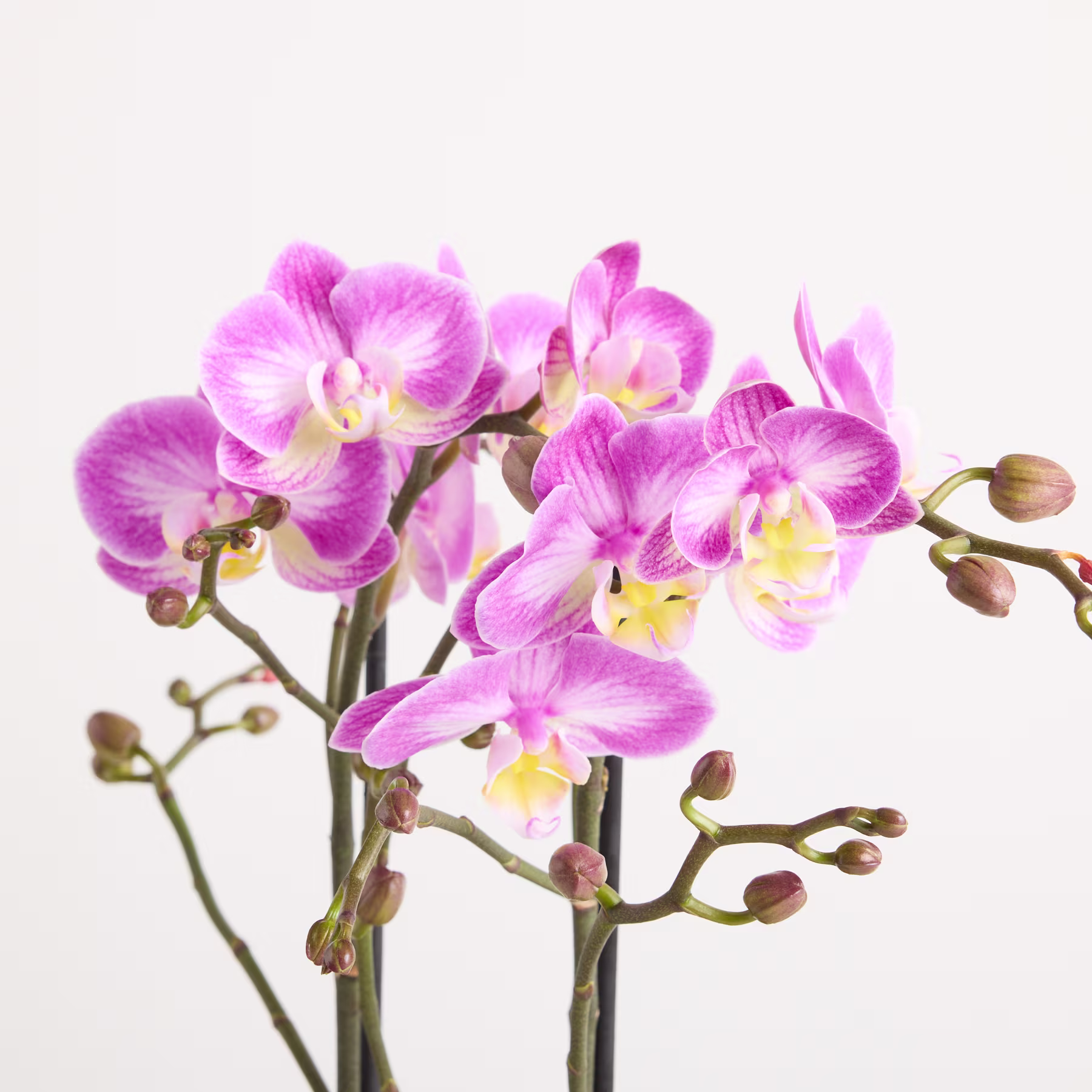 Leuchtend rosa Orchideenblüten blühen auf zarten Stielen vor einem schlichten weißen Hintergrund und schaffen eine auffällige und optisch fesselnde Komposition. (Beschreibungstext KI-generiert)