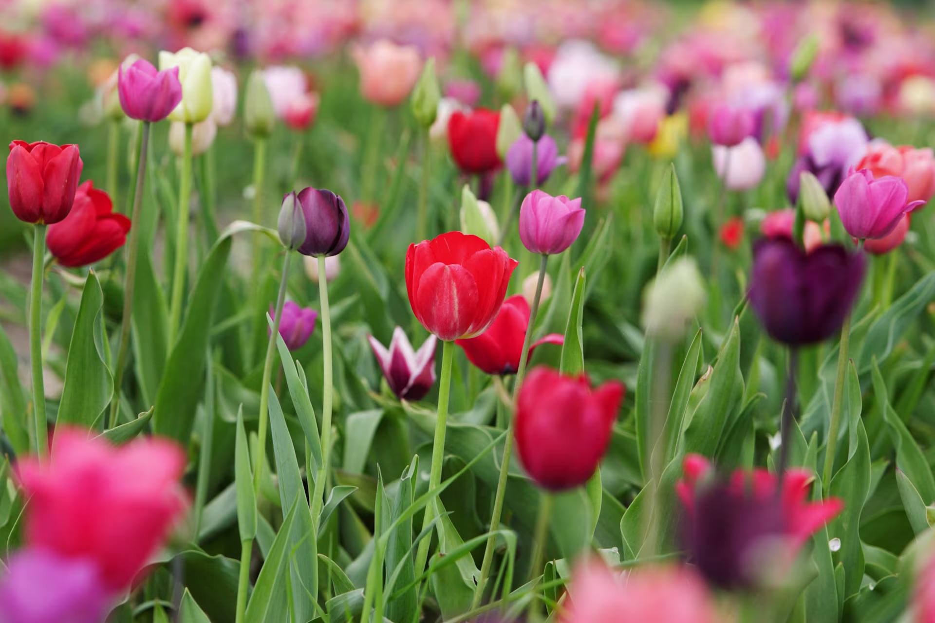 Ein leuchtendes Feld bunter Tulpen in verschiedenen Rot-, Rosa- und Lilatönen, deren grüne Stiele und Blätter eine üppige, natürliche Kulisse bilden. (Beschreibungstext KI-generiert)