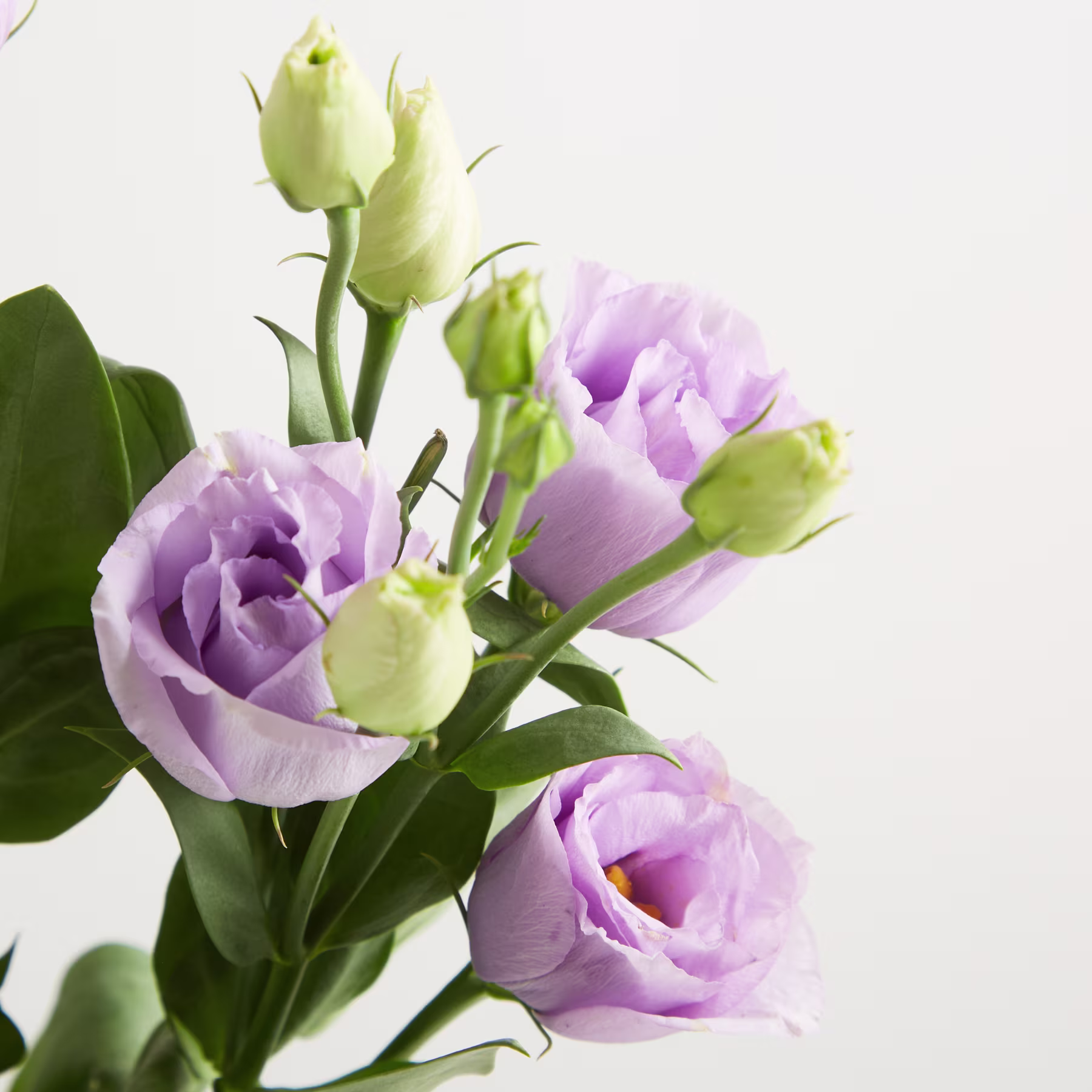 Zarte Lavendelrosen mit grünen Blättern vor einem schlichten weißen Hintergrund ergeben eine ruhige und elegante Blumenkomposition. (Beschreibungstext KI-generiert)
