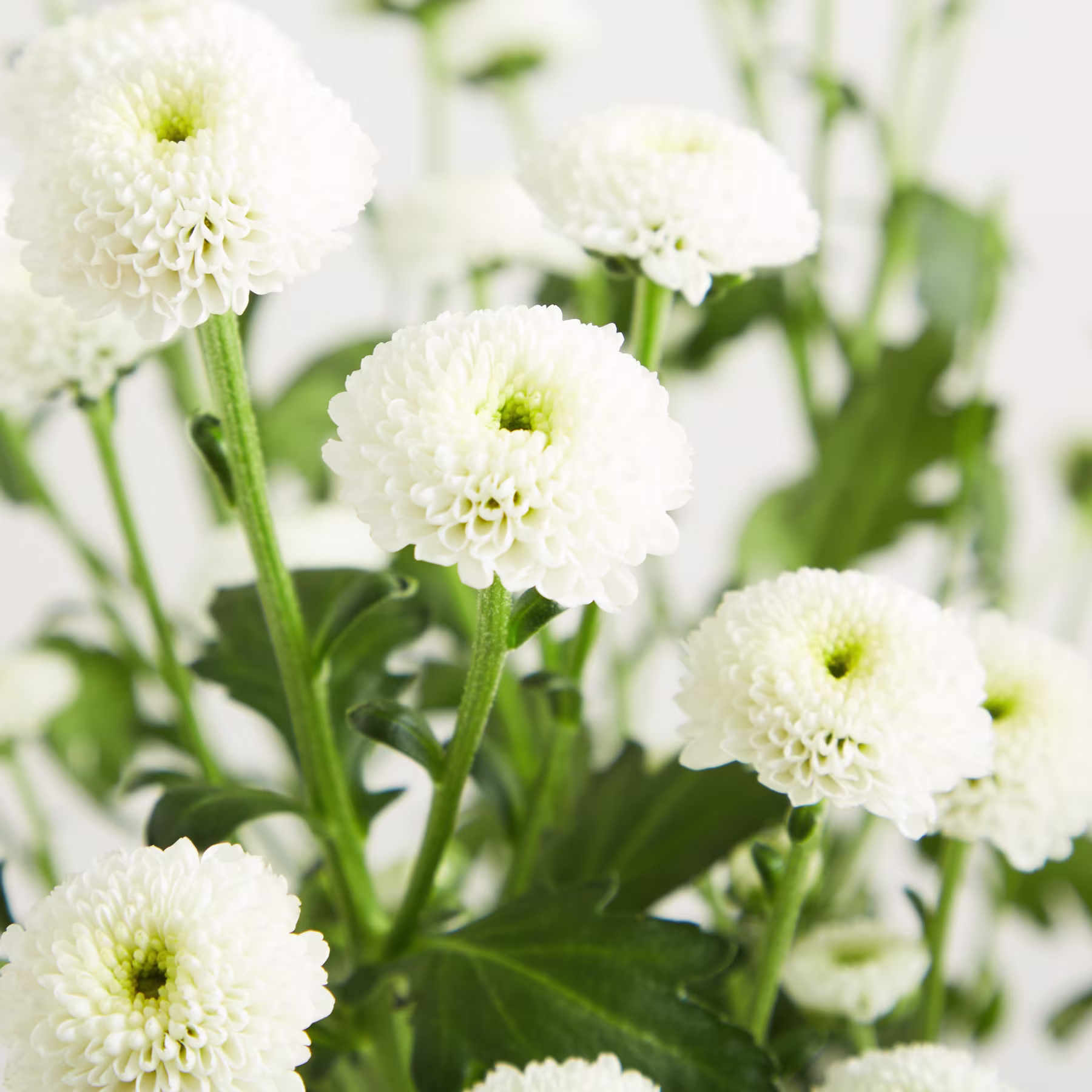 Das Bild zeigt eine Ansammlung wunderschöner weißer Dahlienblüten mit leuchtend grünem Laub im Hintergrund. (Beschreibungstext KI-generiert)
