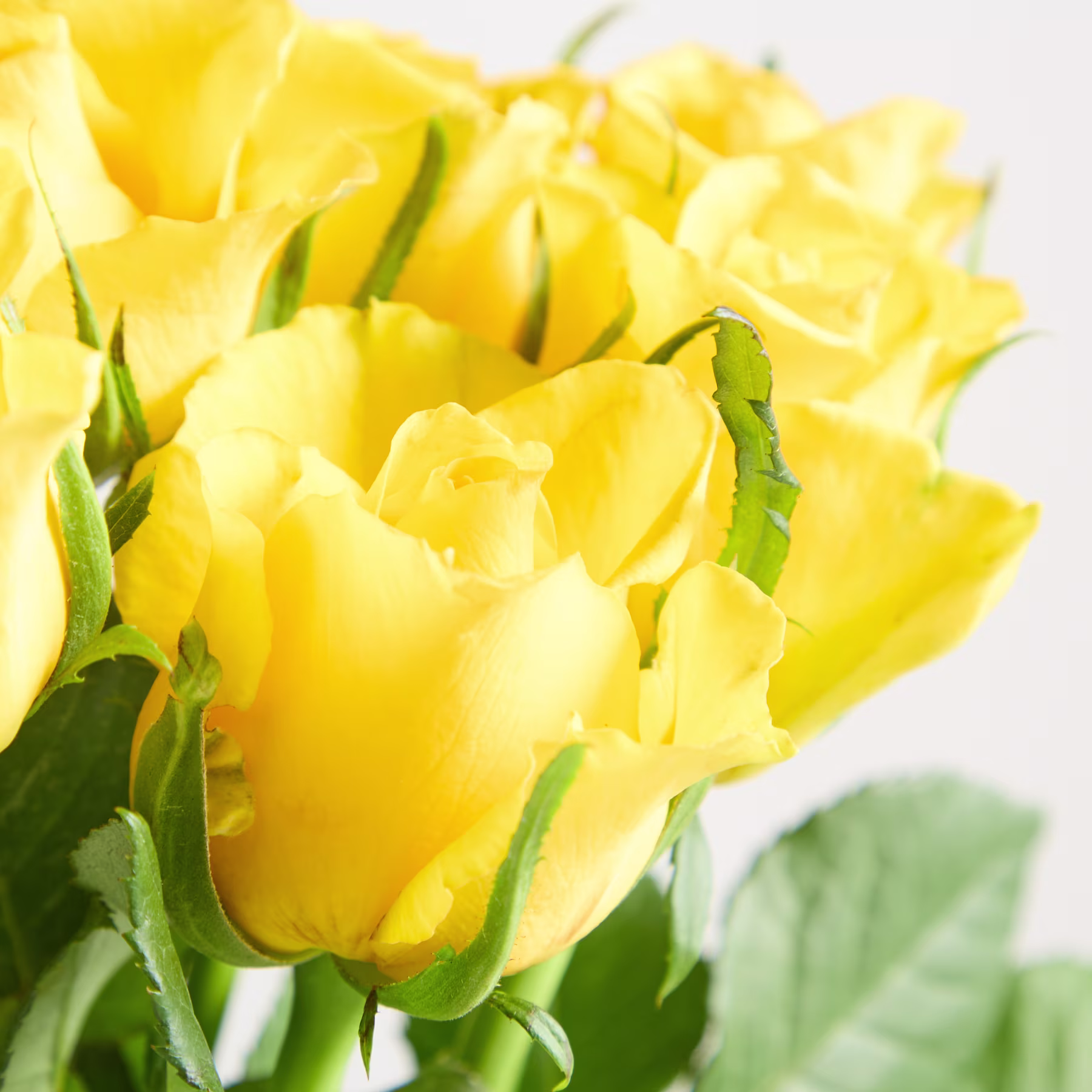 Ein lebendiger Strauß üppiger, goldgelber Rosen vor einem weichen, verschwommenen Hintergrund. (Beschreibungstext KI-generiert)
