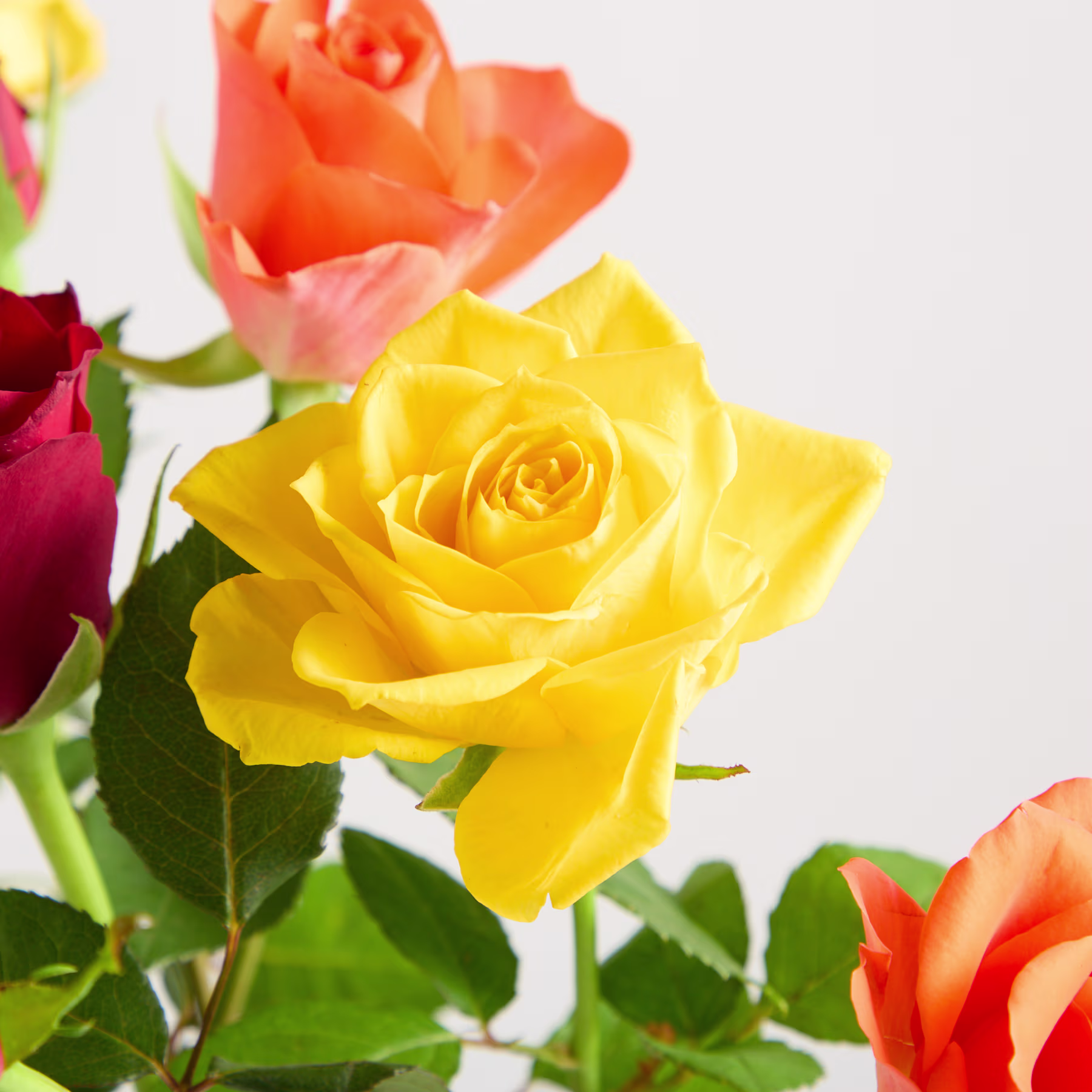 Ein leuchtender Rosenstrauß in verschiedenen Farben, darunter leuchtendes Gelb, tiefes Rot und zartes Orange, vor einem schlichten weißen Hintergrund. (Beschreibungstext KI-generiert)