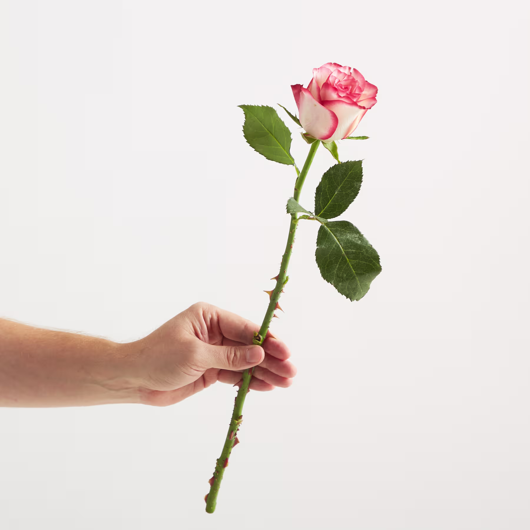 Eine Hand hält eine einzelne rosa Rose mit grünen Blättern vor einem schlichten weißen Hintergrund. (Beschreibungstext KI-generiert)