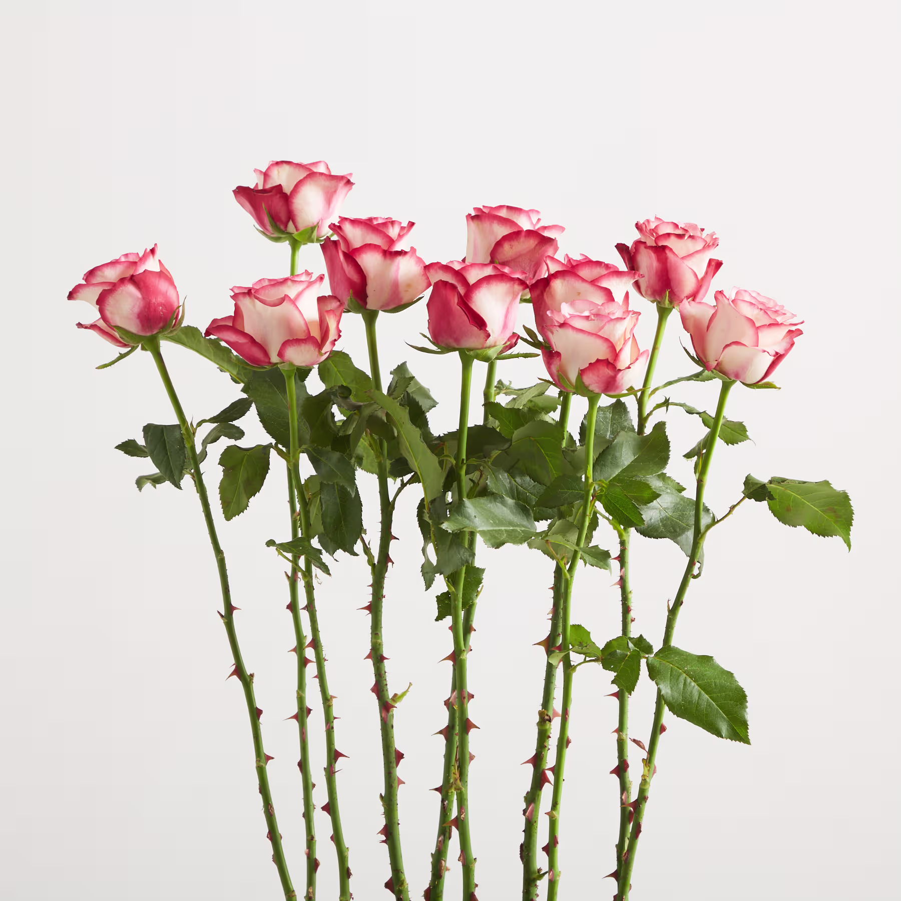 Ein Strauß leuchtend roter und rosa Rosen mit üppigen grünen Stielen und Blättern steht vor einem schlichten weißen Hintergrund. (Beschreibungstext KI-generiert)