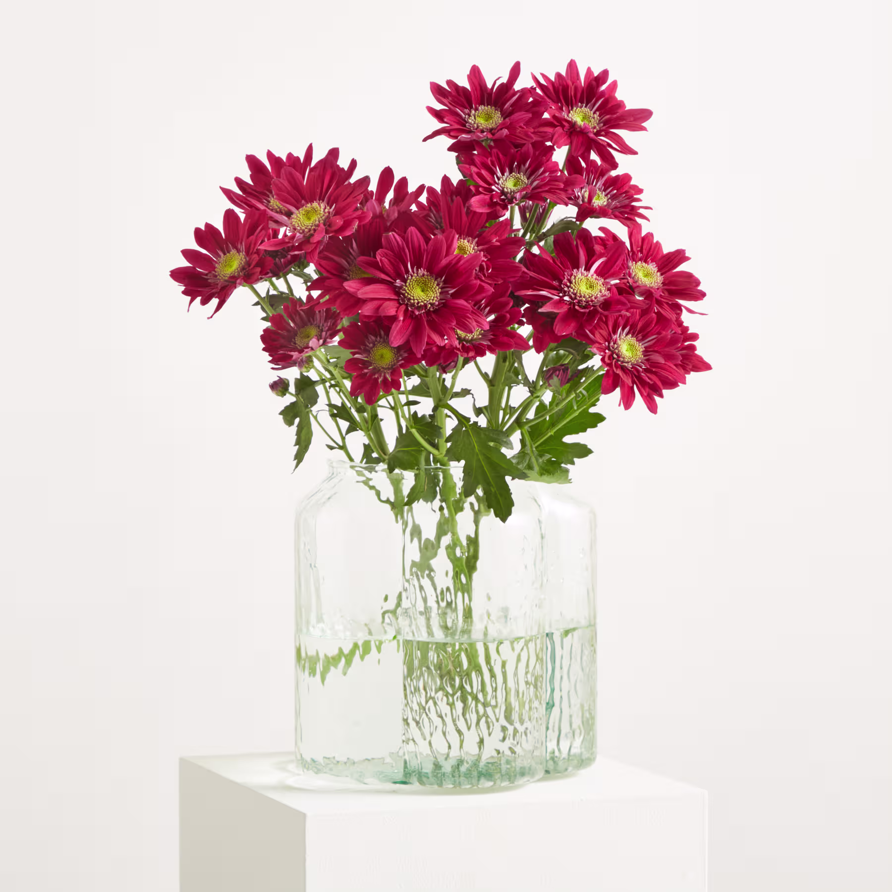 Ein Strauß leuchtend roter Chrysanthemenblüten wird in einer klaren Glasvase vor einem schlichten weißen Hintergrund präsentiert. (Beschreibungstext KI-generiert)
