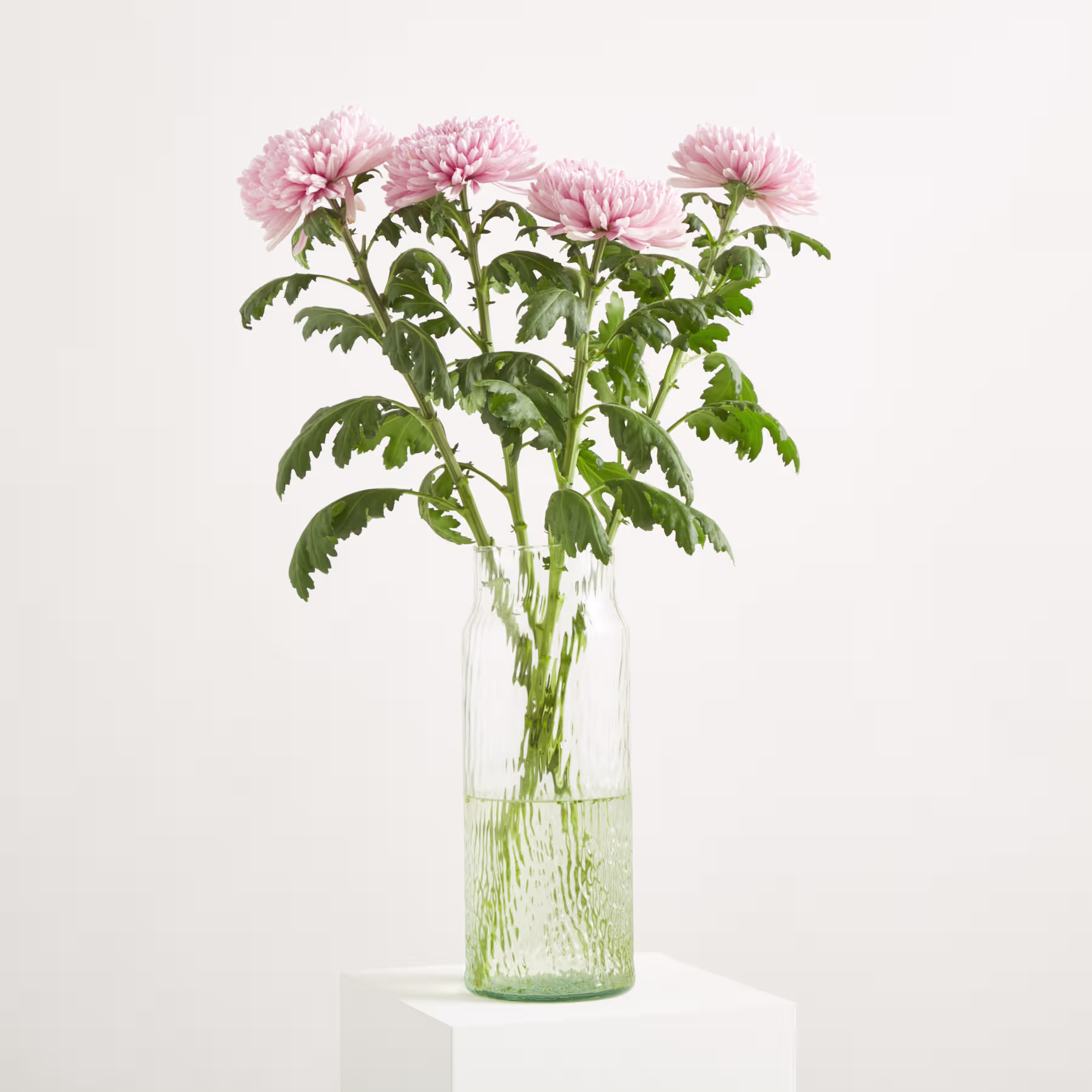 Ein Strauß zartrosa Chrysanthemenblüten steht in einer klaren Glasvase vor einem schlichten weißen Hintergrund. (Beschreibungstext KI-generiert)