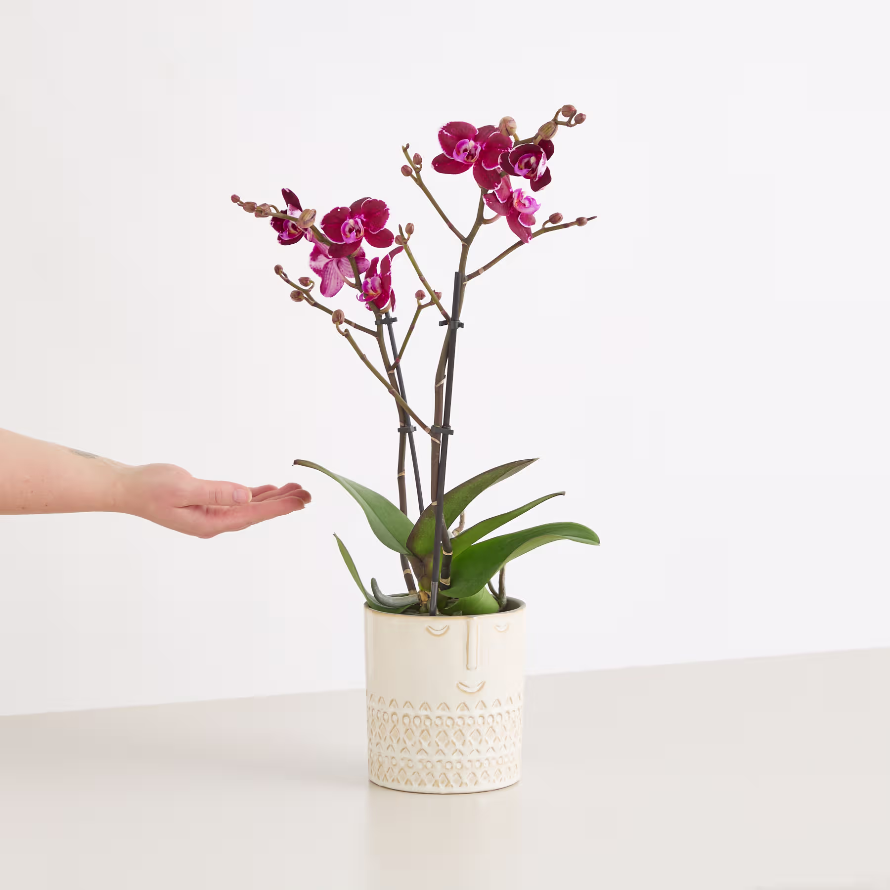 Eine Orchidee im Topf mit leuchtend rosa Blüten steht auf einer weißen Oberfläche und eine Hand streckt sich aus, um die zarten Blüten zu berühren. (Beschreibungstext KI-generiert)