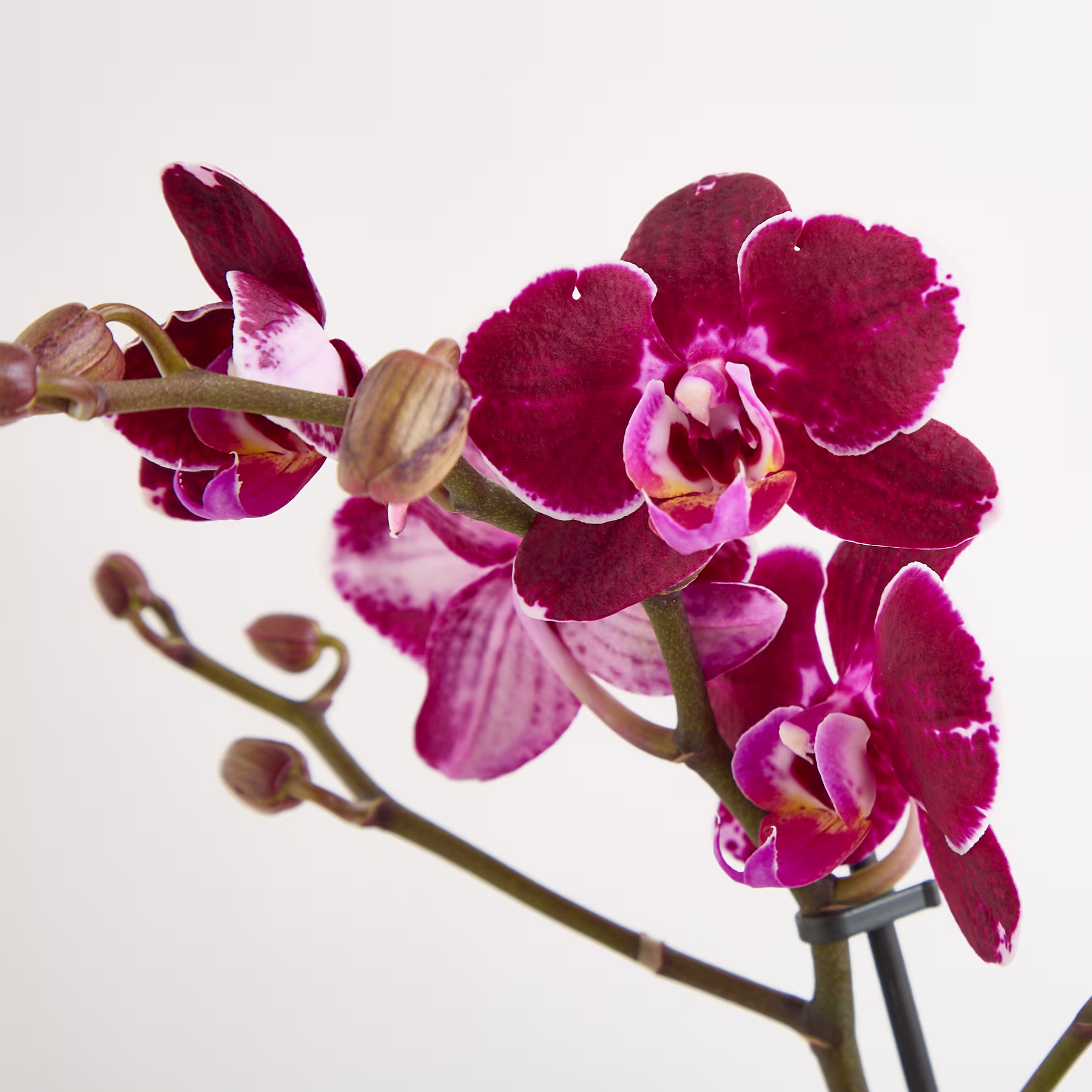 Kräftige, tiefrote Orchideenblüten mit zarten Blütenblättern heben sich von einem schlichten, hellen Hintergrund ab. (Beschreibungstext KI-generiert)