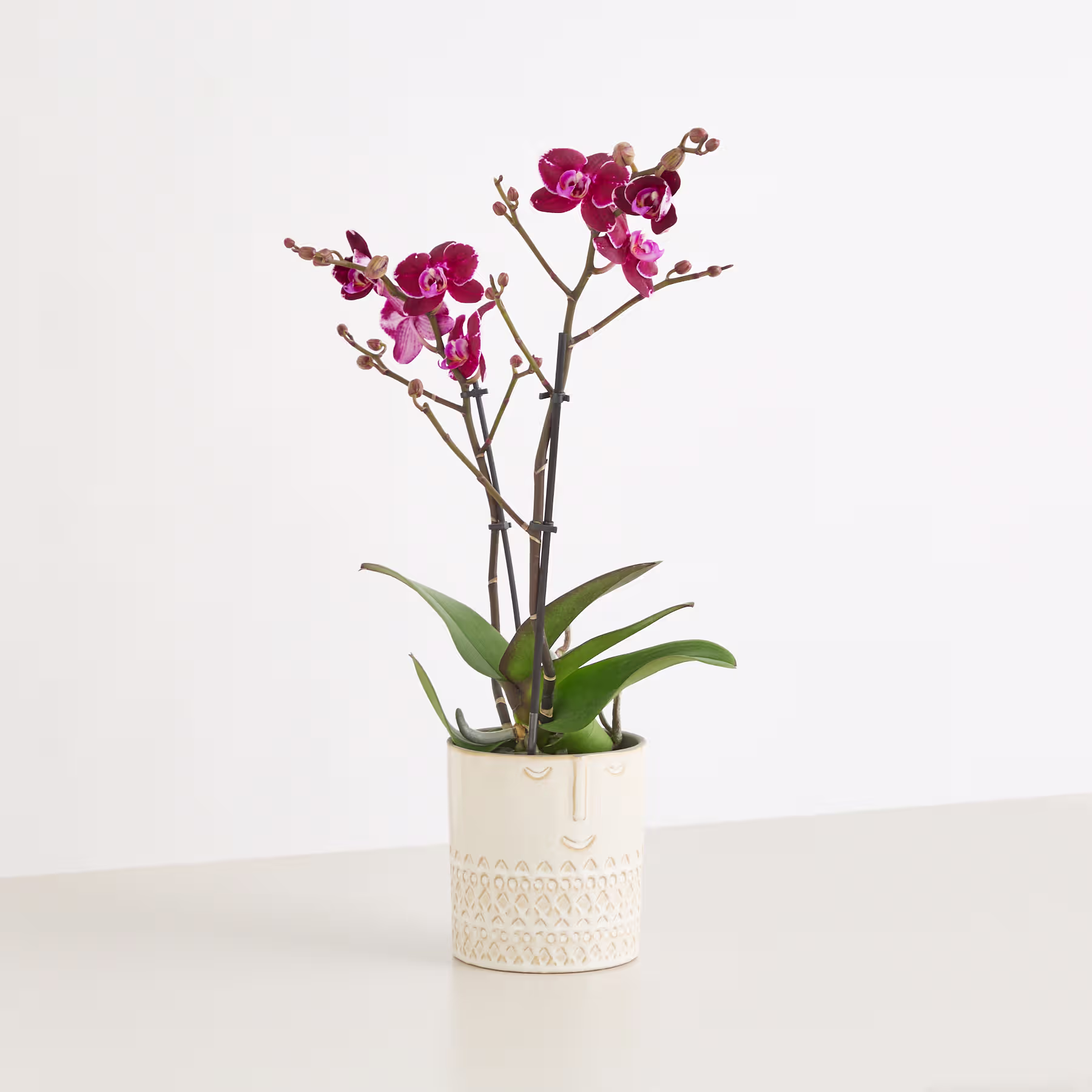 Eine leuchtende Orchideenpflanze mit dunkelrosa Blüten steht in einem dekorativen Keramiktopf vor einem schlichten weißen Hintergrund. (Beschreibungstext KI-generiert)