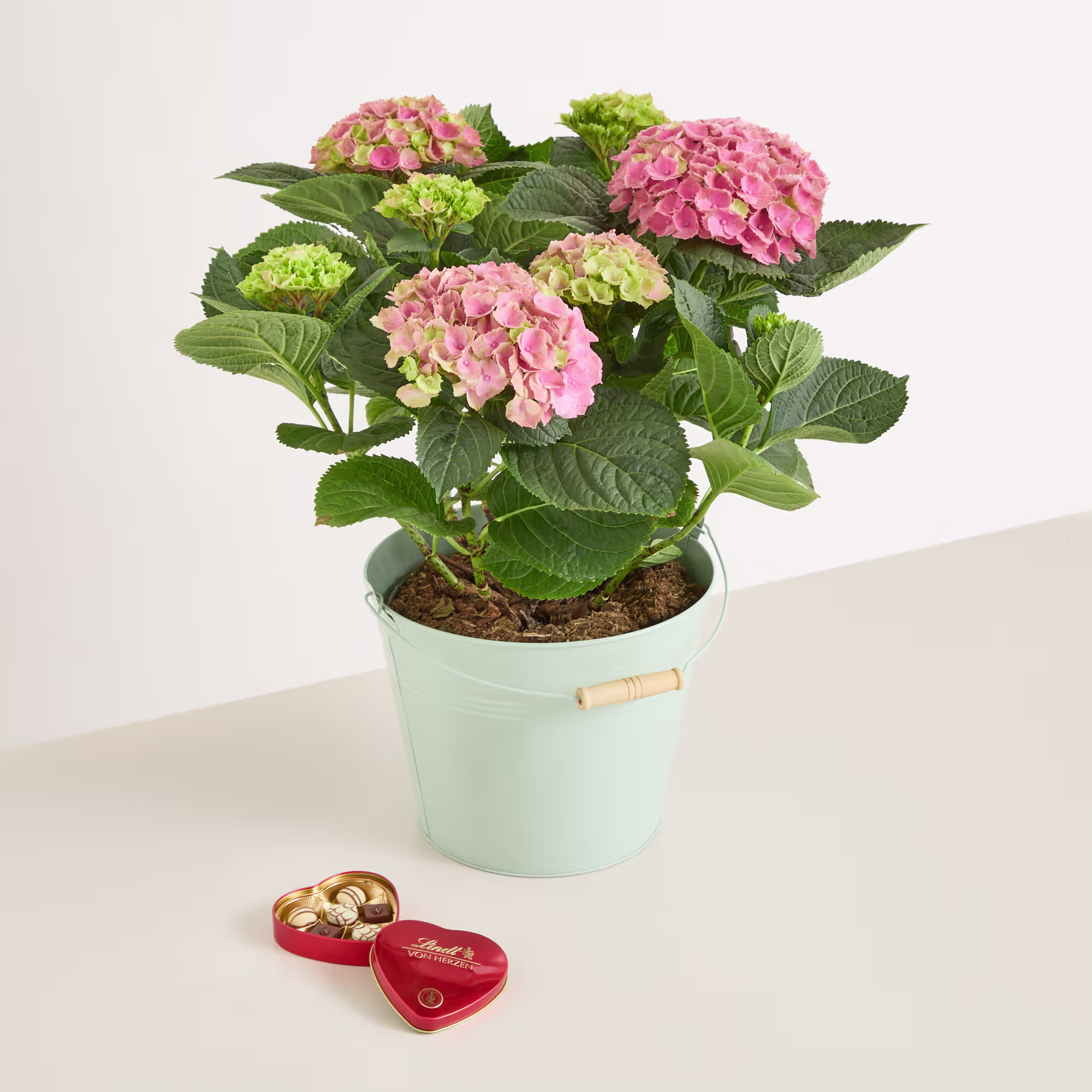 Auf einer weißen Fläche steht eine Hortensienpflanze im Topf mit leuchtend rosa und grünen Blüten, im Vordergrund ein Paar herzförmiger Schmuckkästchen. (Beschreibungstext KI-generiert)