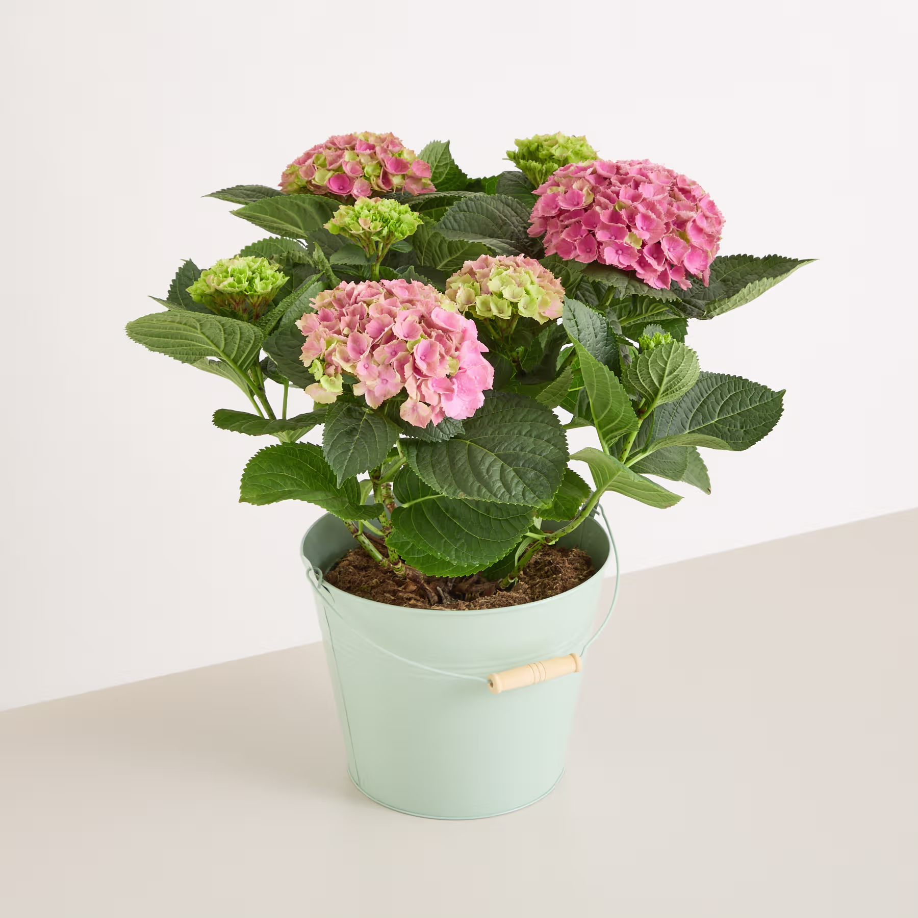 Das Bild zeigt eine Hortensie im Topf mit leuchtend rosa und grünen Blüten vor einem schlichten weißen Hintergrund. (Beschreibungstext KI-generiert)